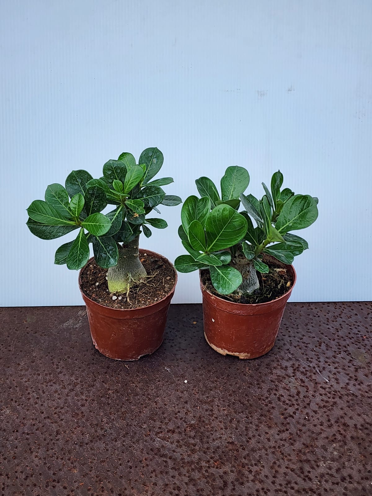 Adenium (Desert Roses) S