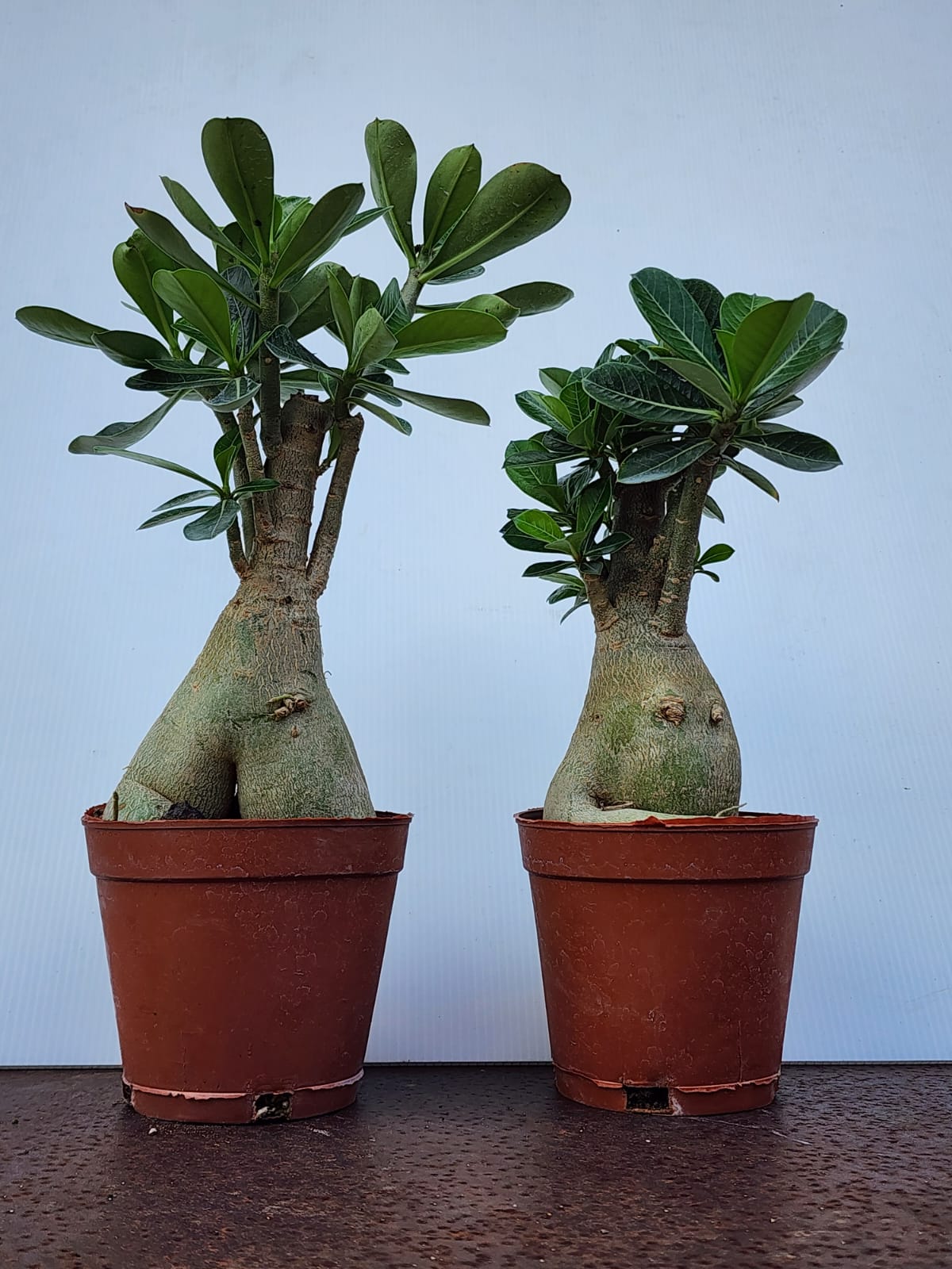 Adenium (Desert Roses) L