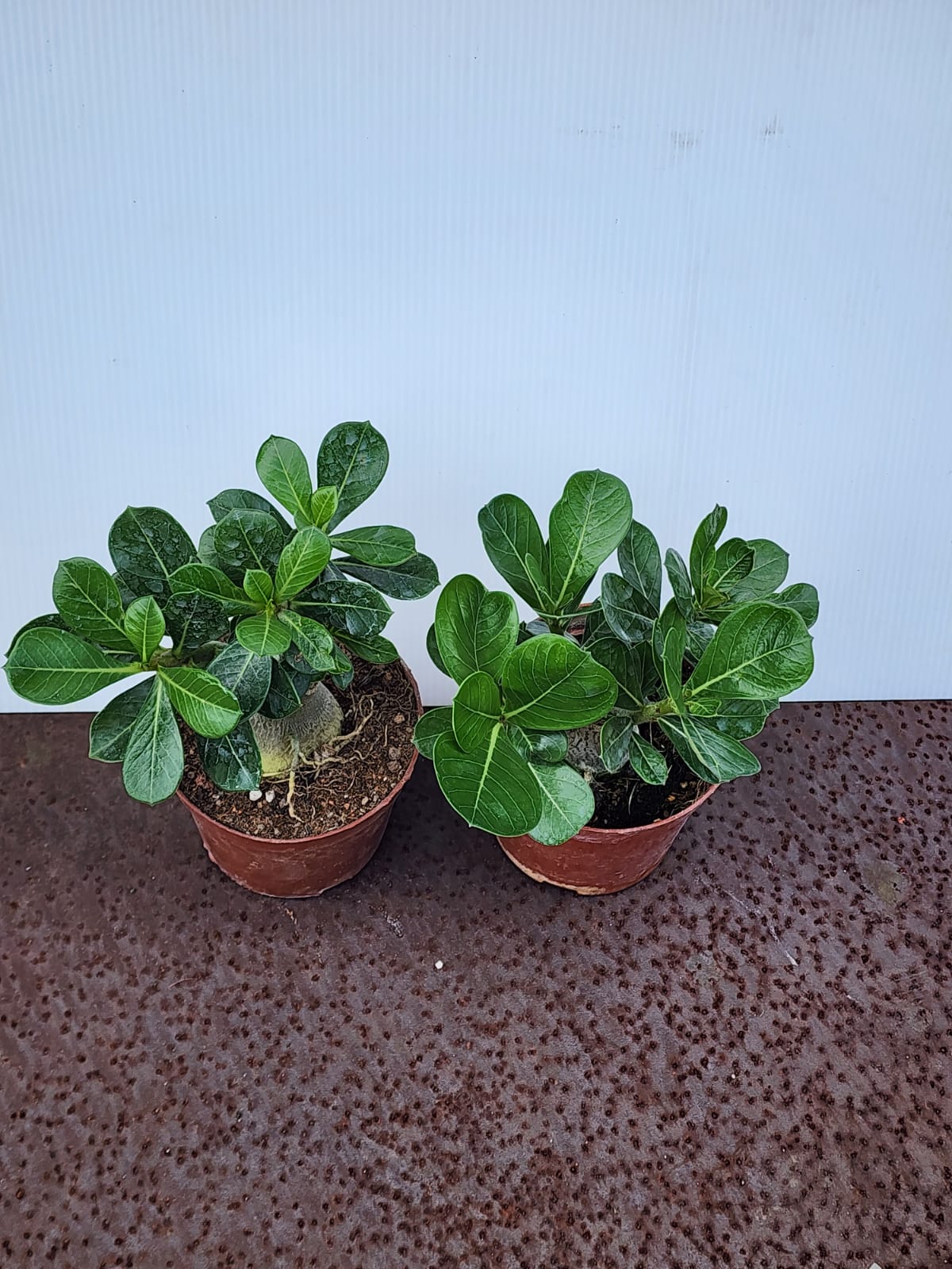 Adenium (Desert Roses) S