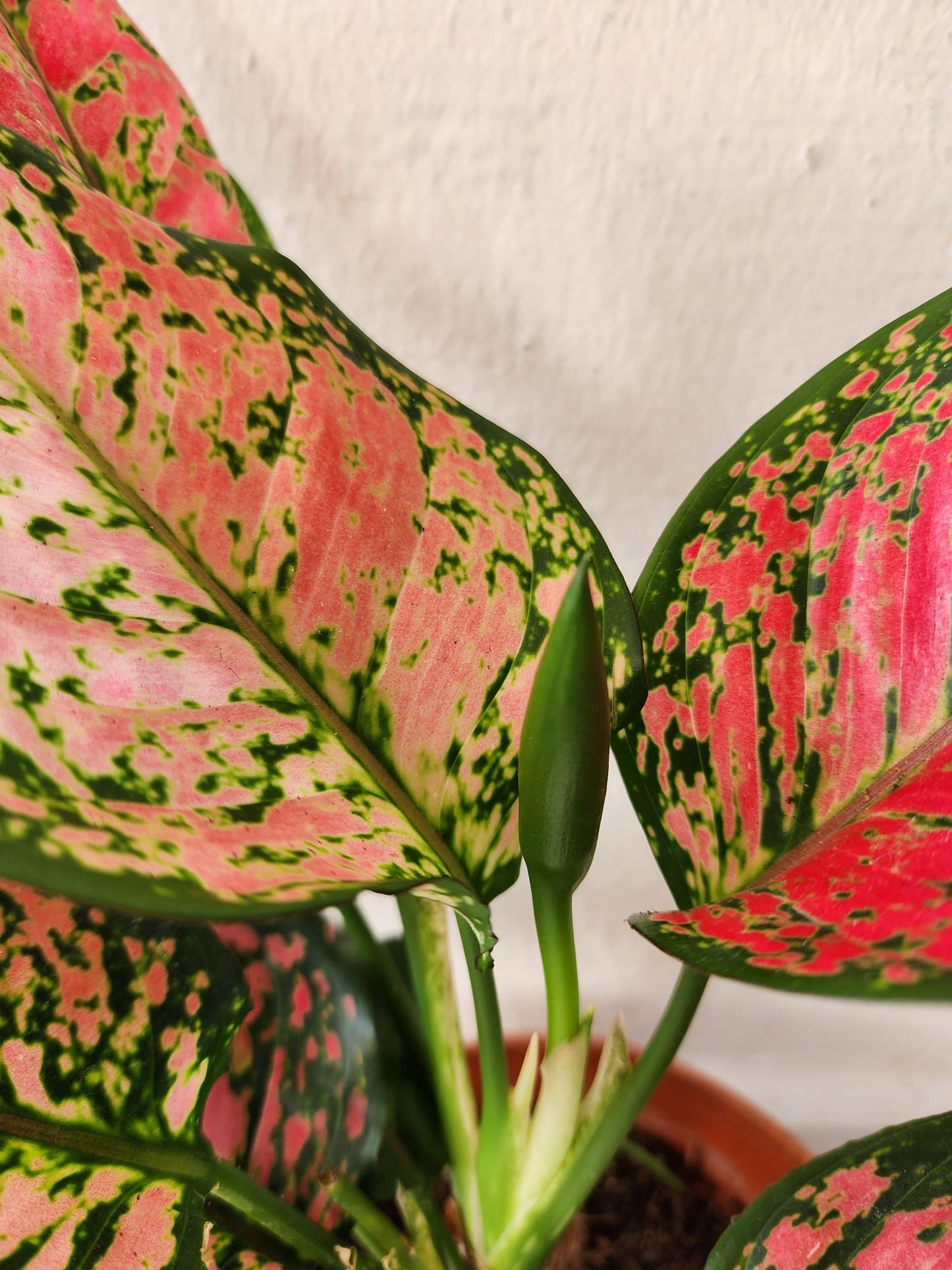 Aglaonema Pink