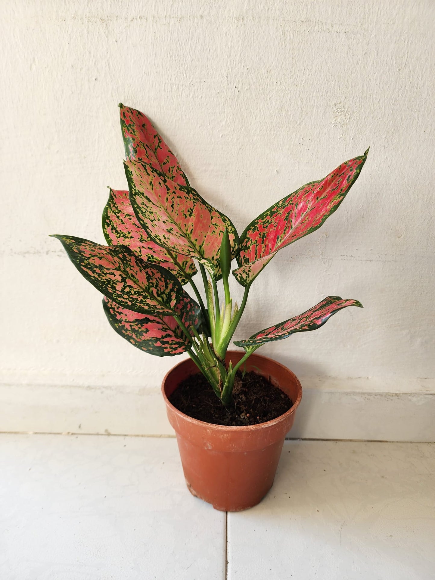 Aglaonema Pink