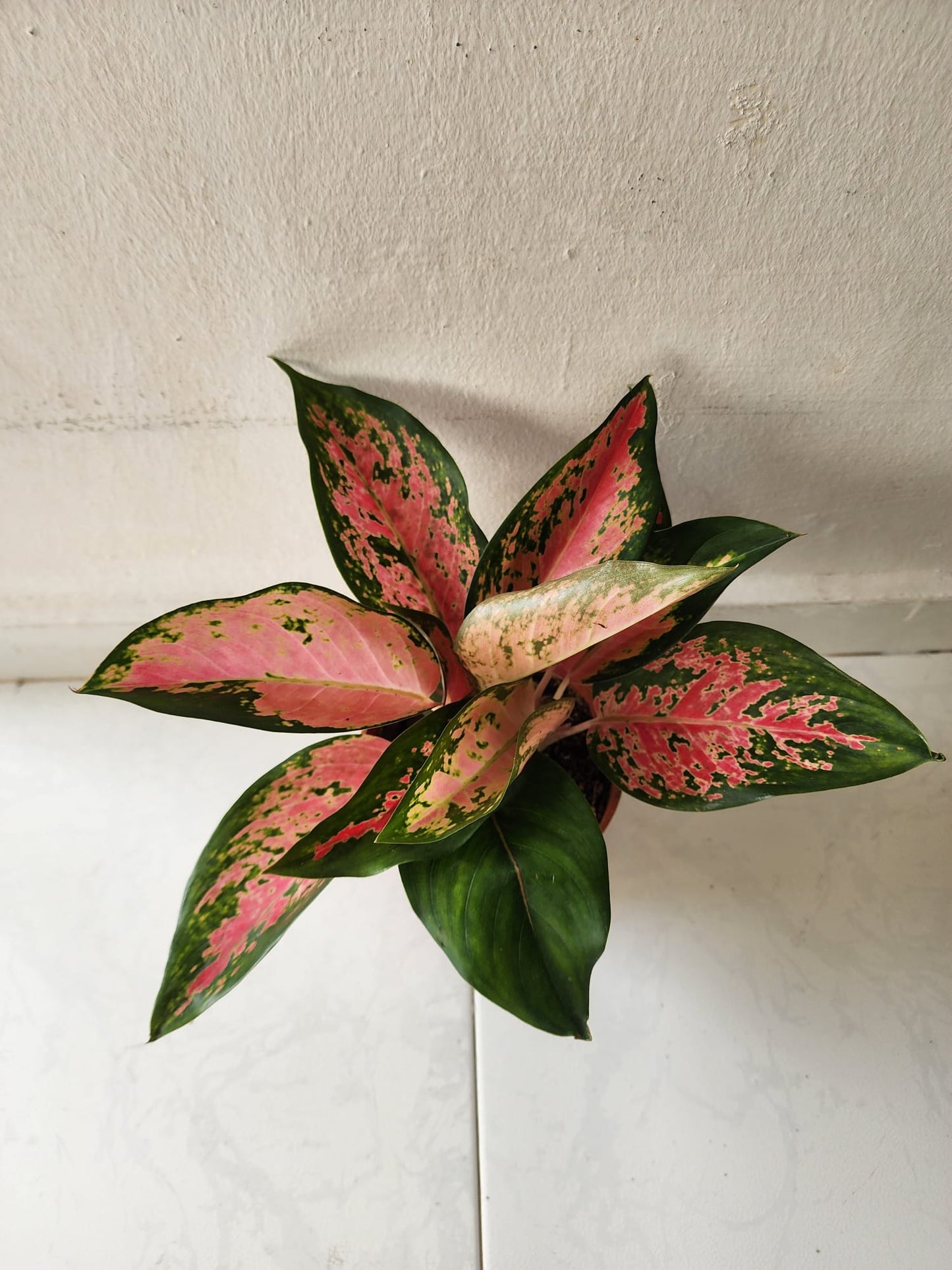 Aglaonema Pink Lady Valentine