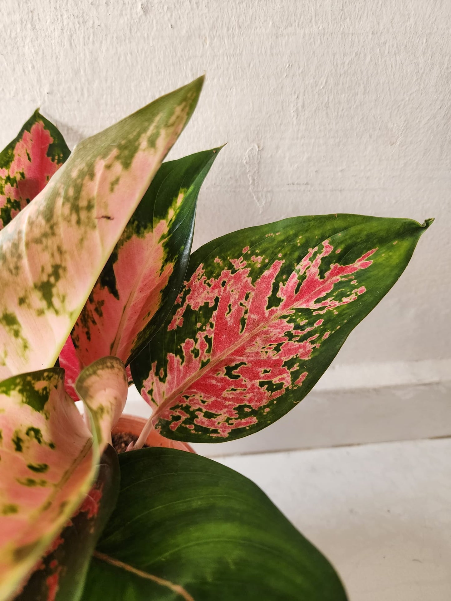 Aglaonema Pink Lady Valentine