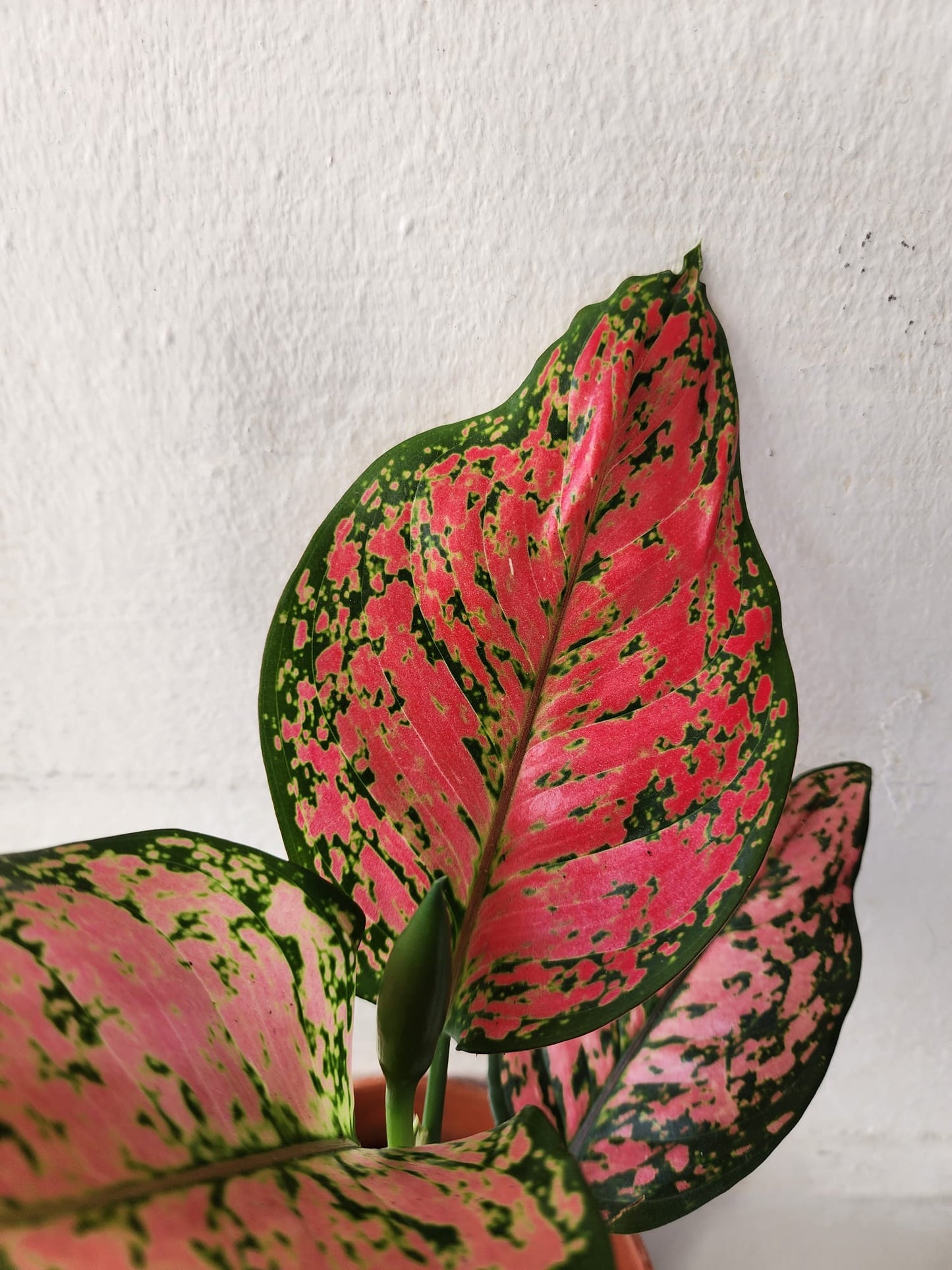 Aglaonema Pink