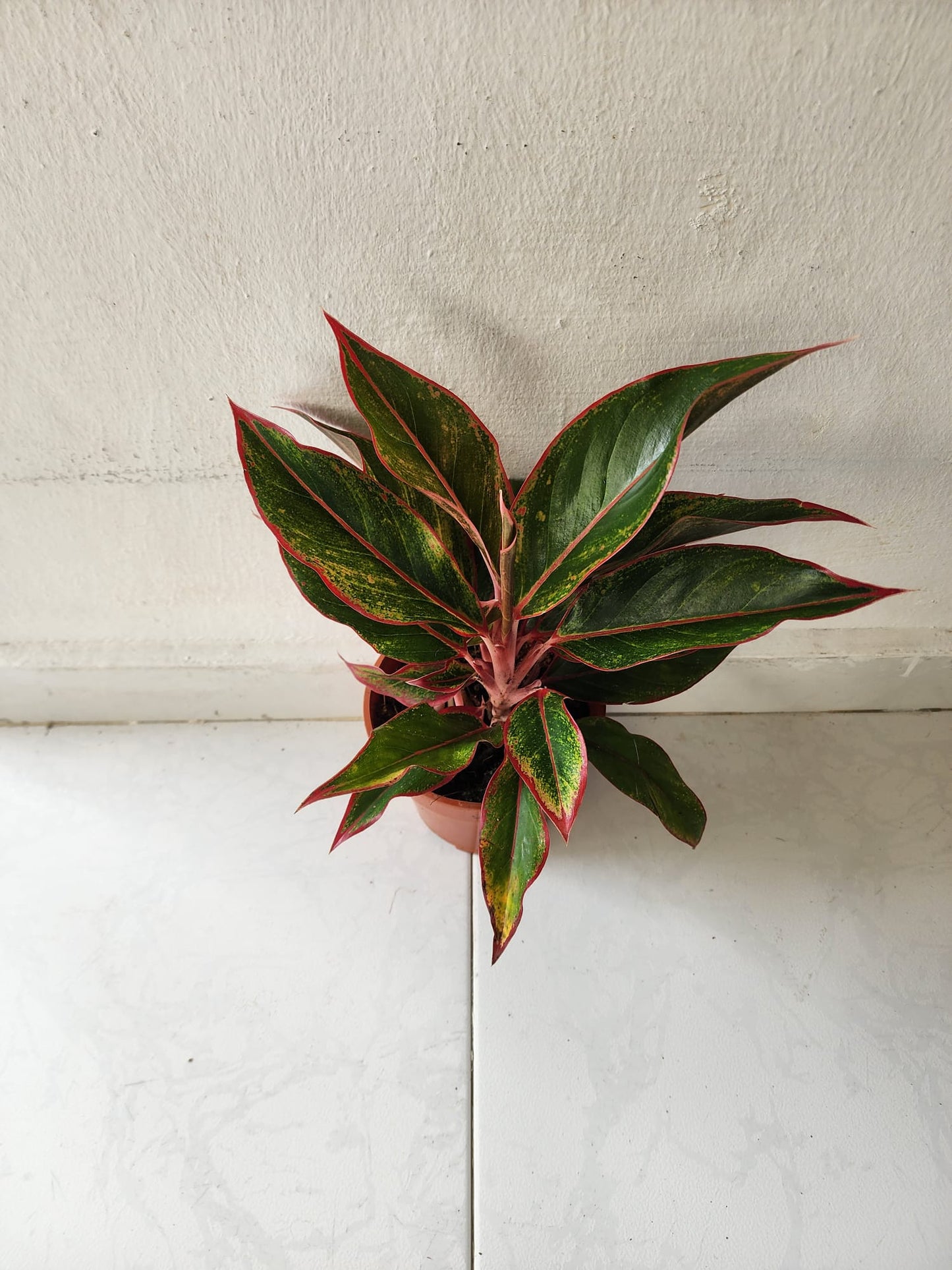 Aglaonema Siam Aurora