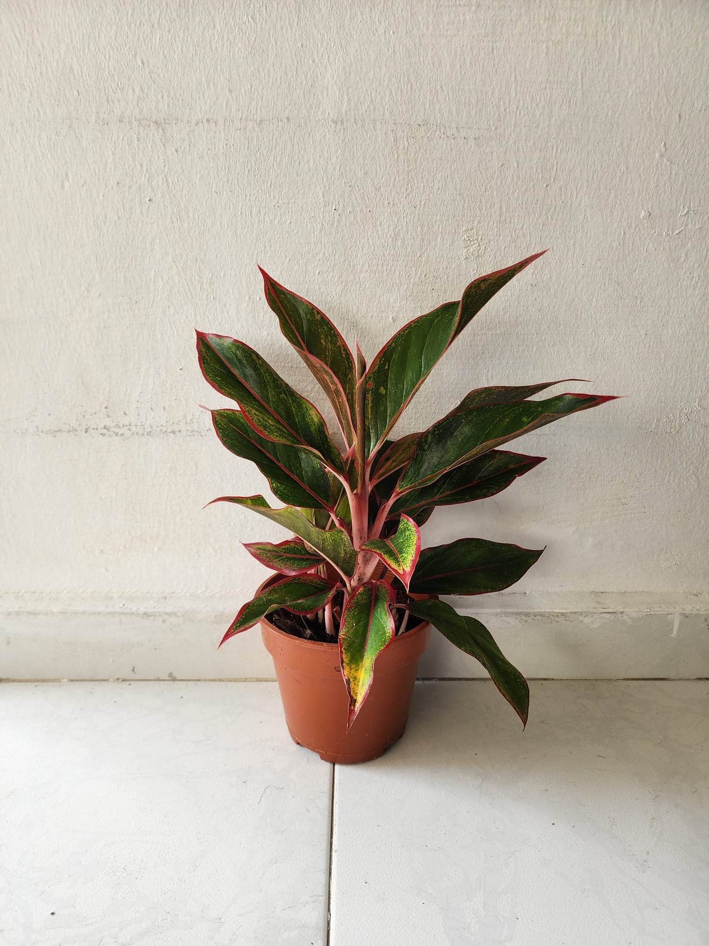 Aglaonema Siam Aurora