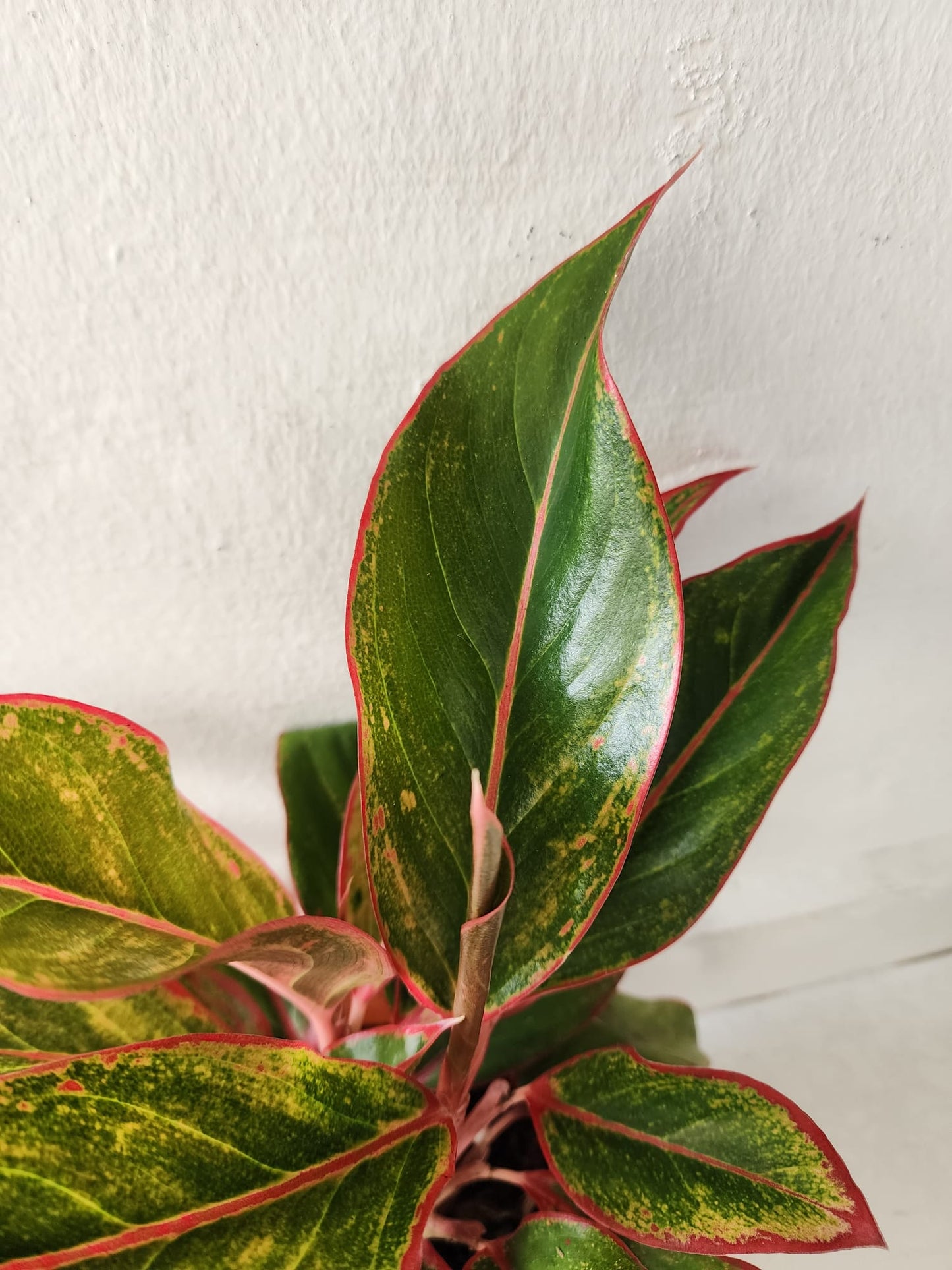 Aglaonema Siam Aurora