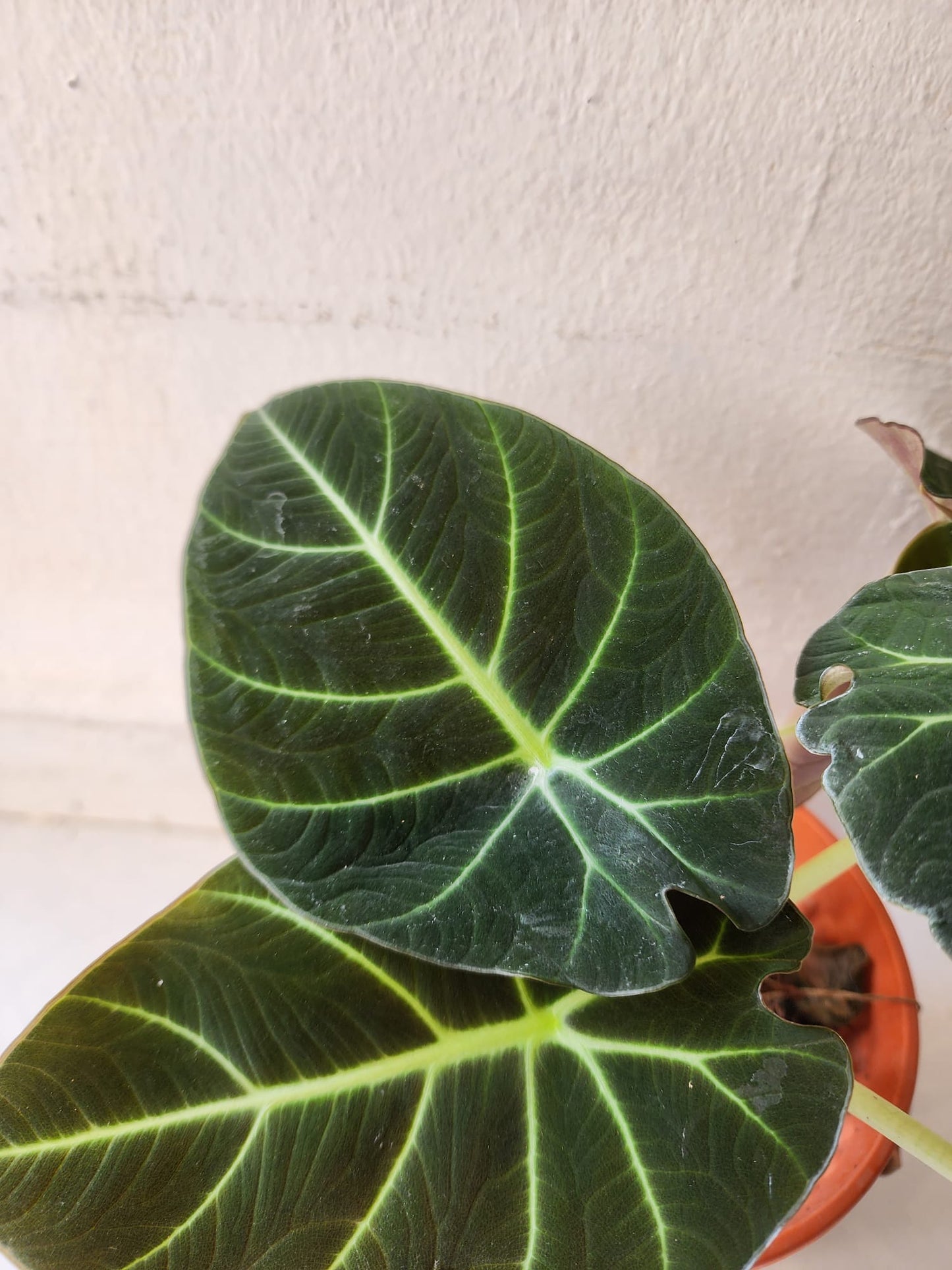 Alocasia Black Velvet