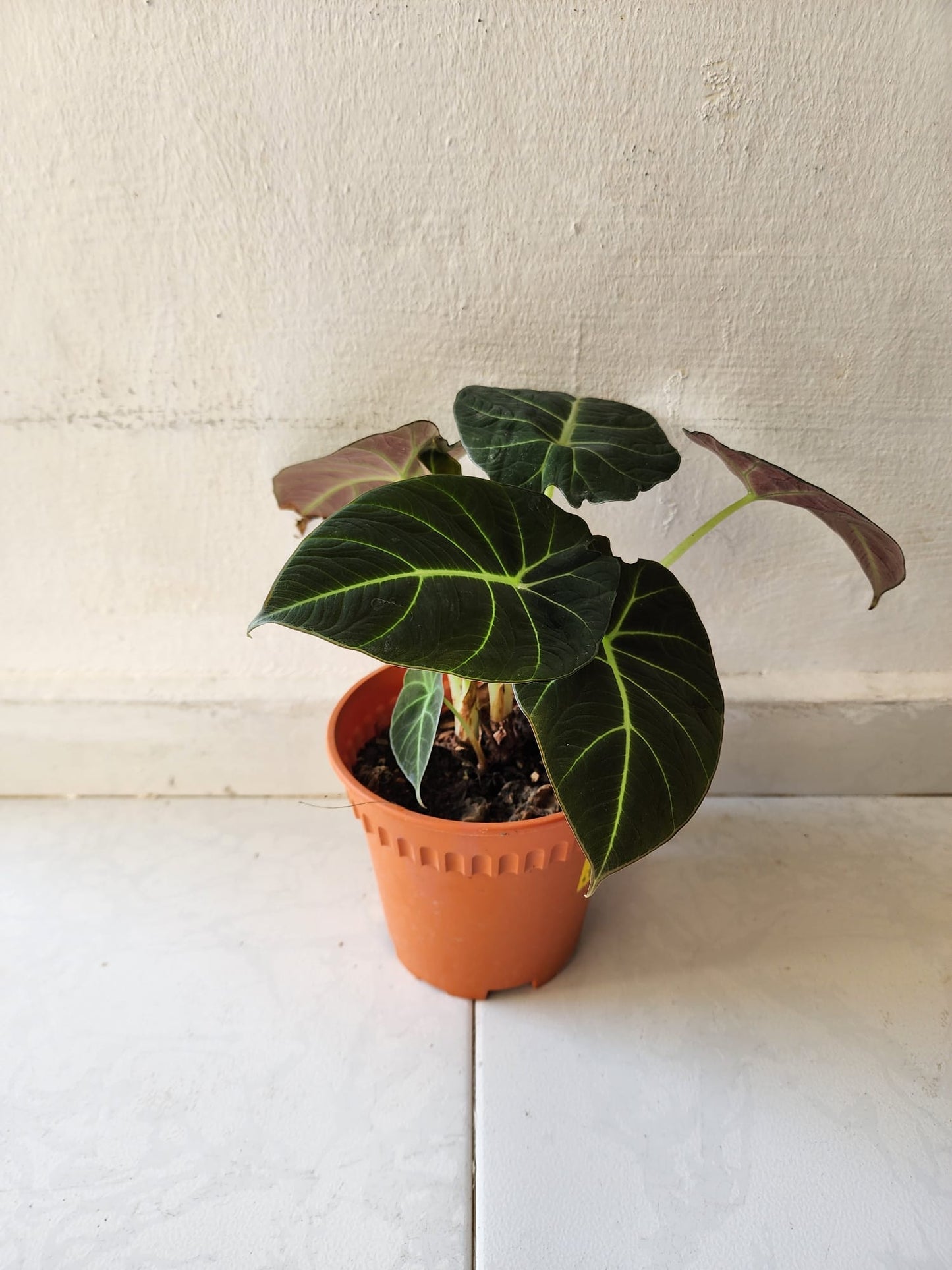 Alocasia Black Velvet