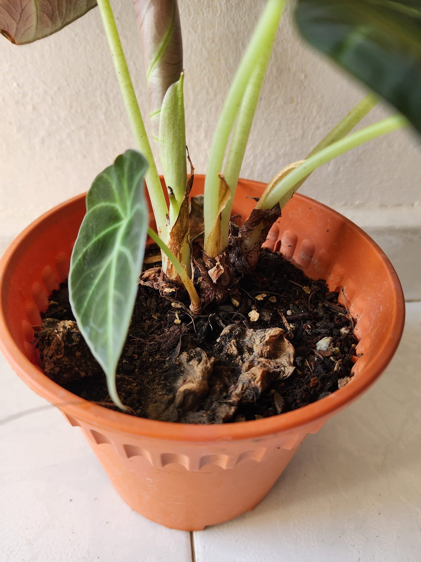 Alocasia Black Velvet