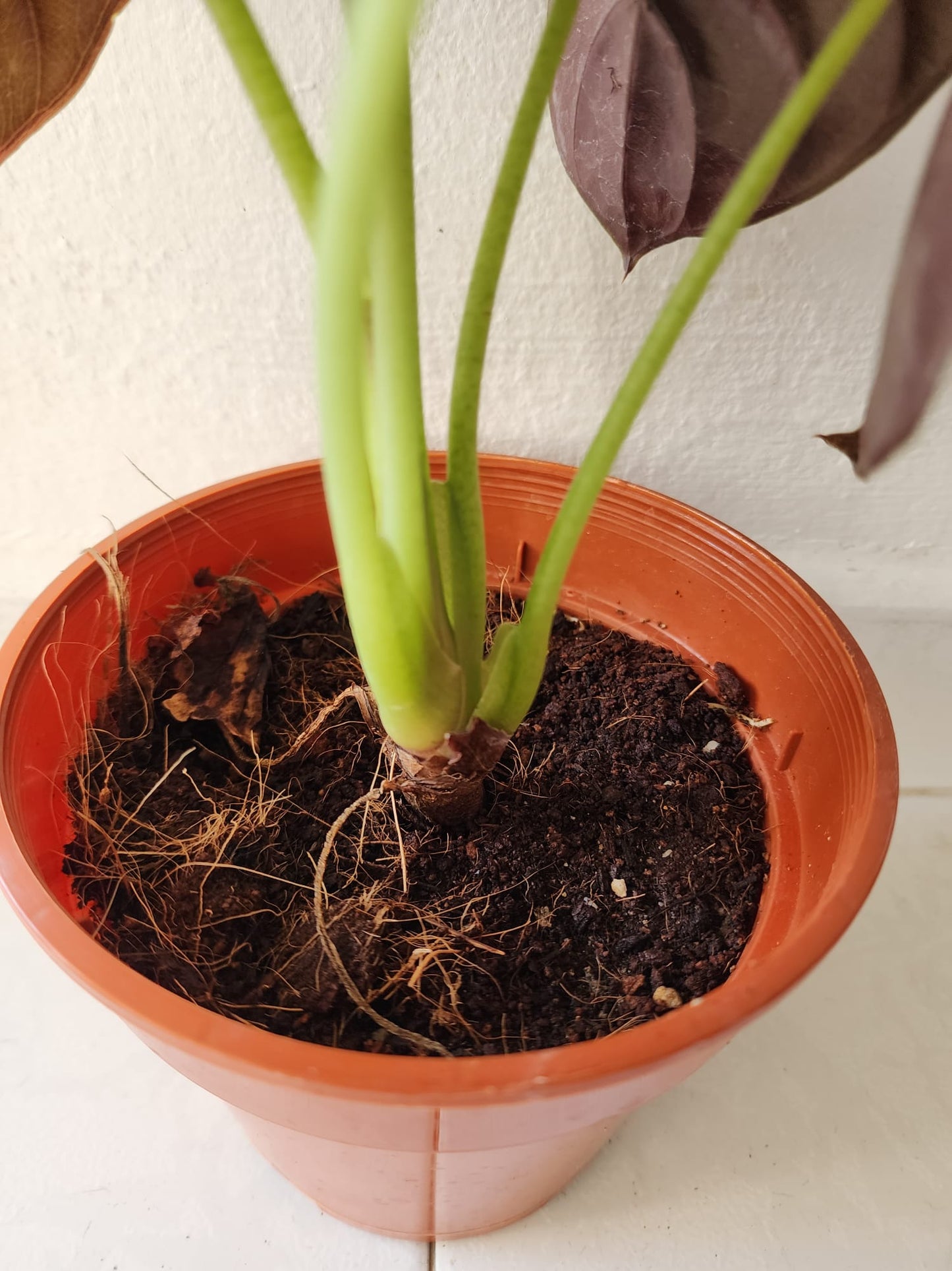 Alocasia Cuprea