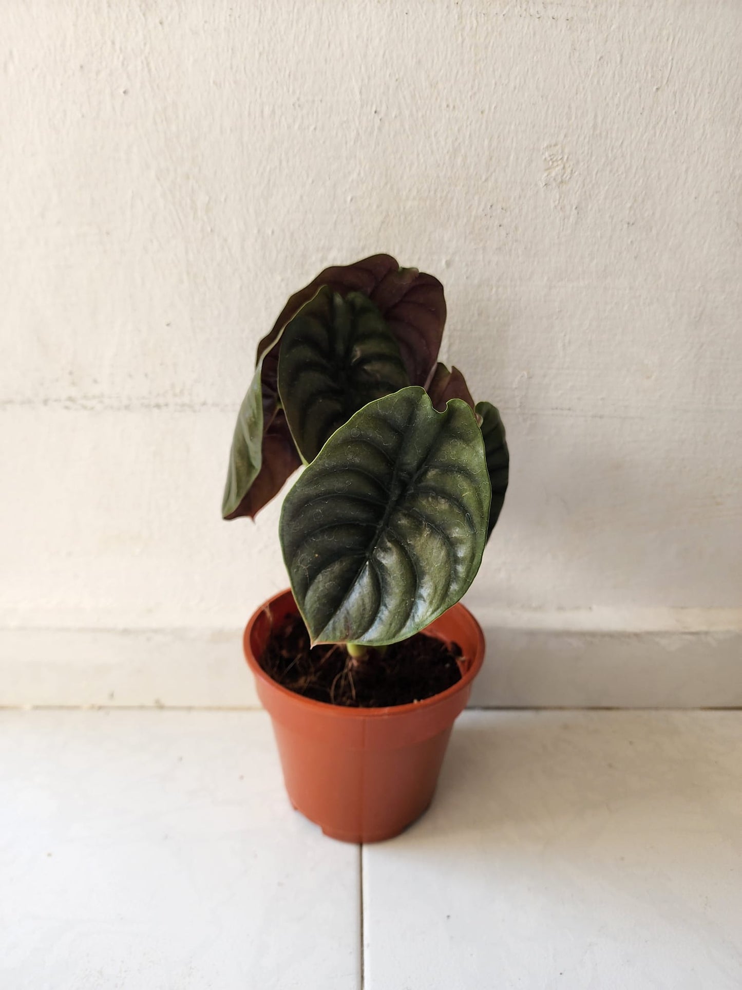 Alocasia Cuprea