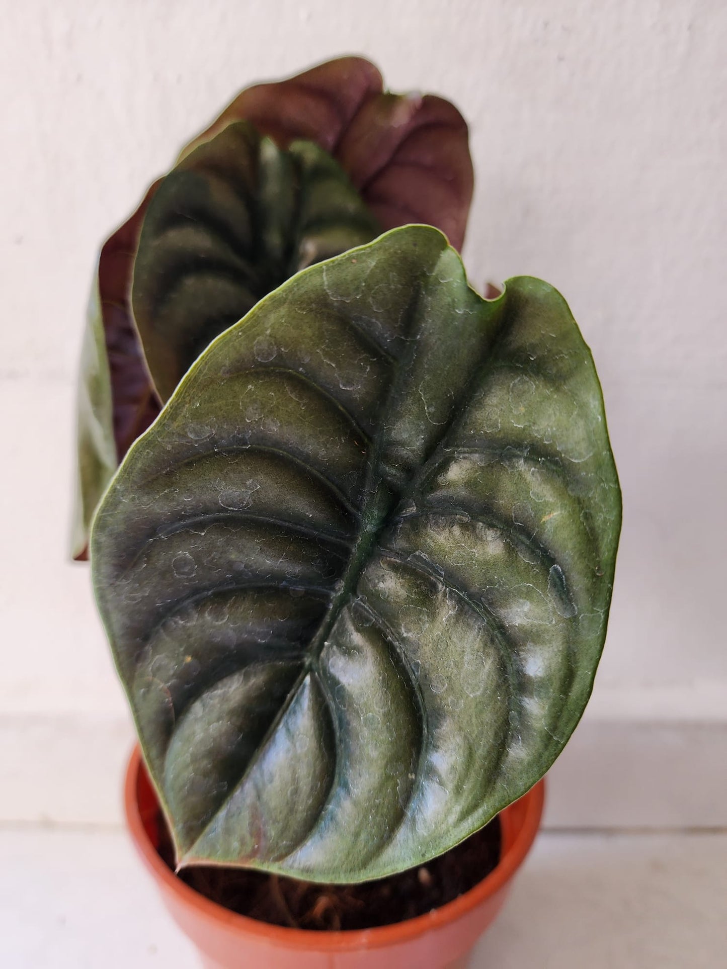 Alocasia Cuprea