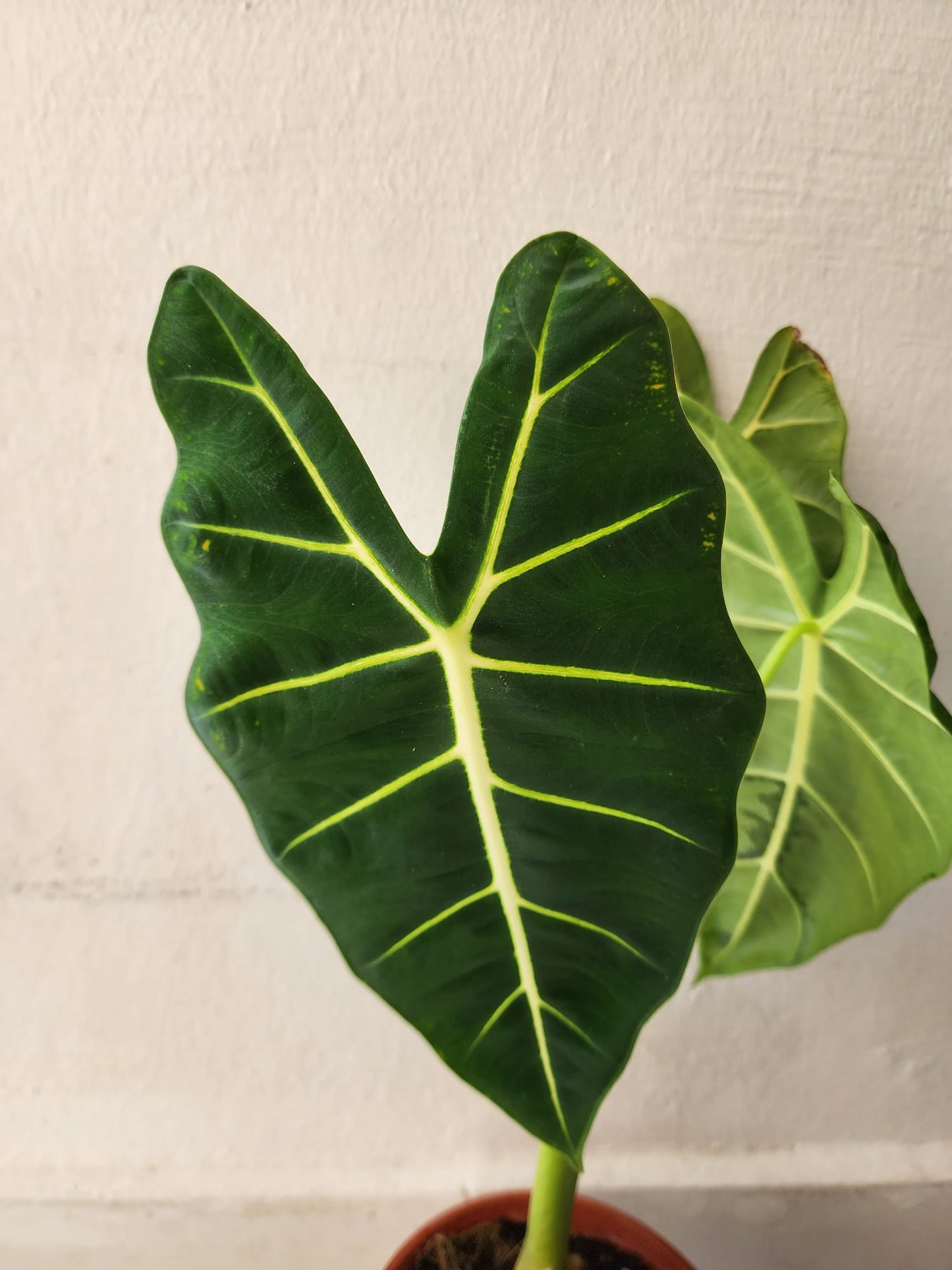 Alocasia Frydek
