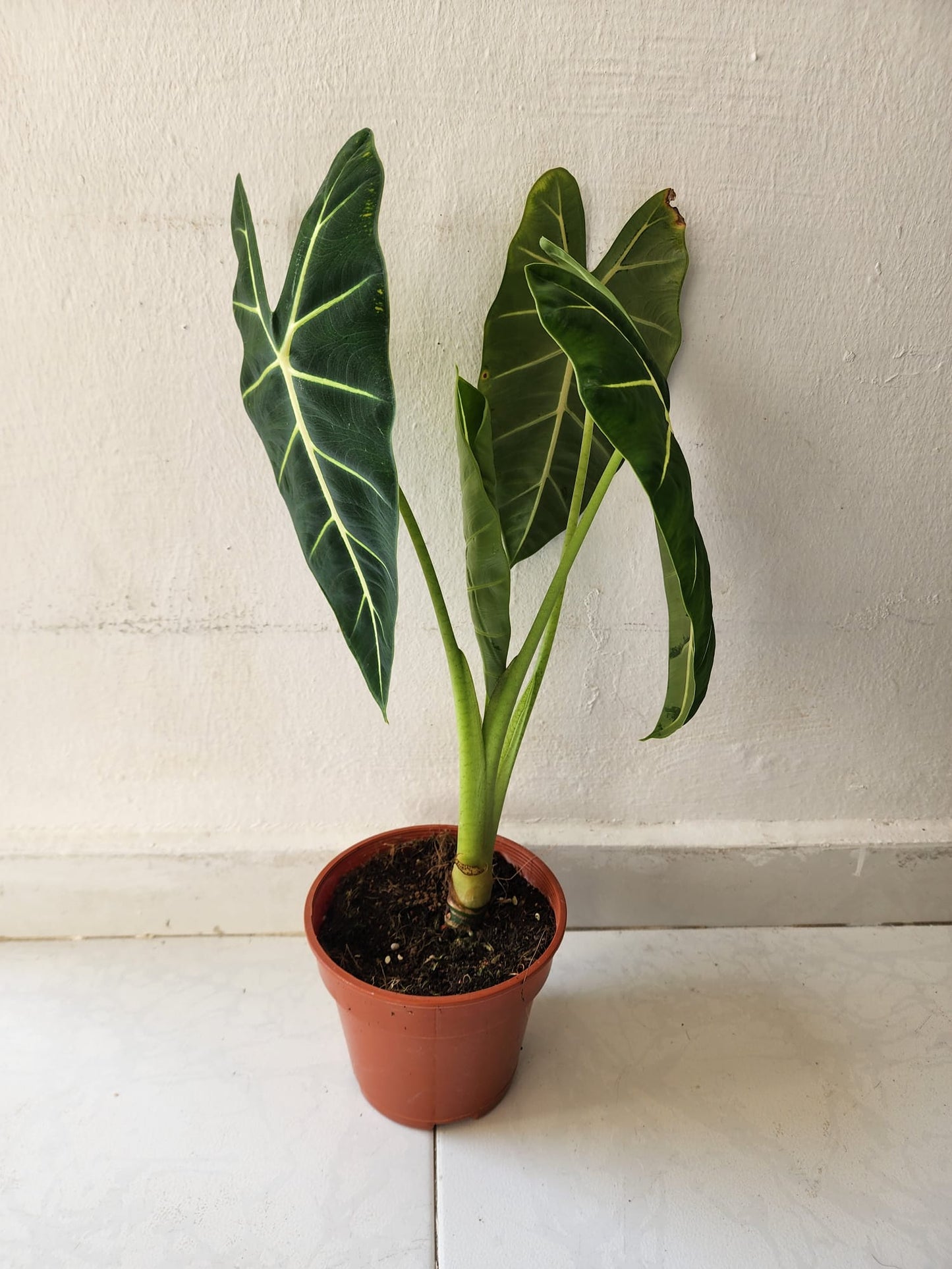Alocasia Frydek