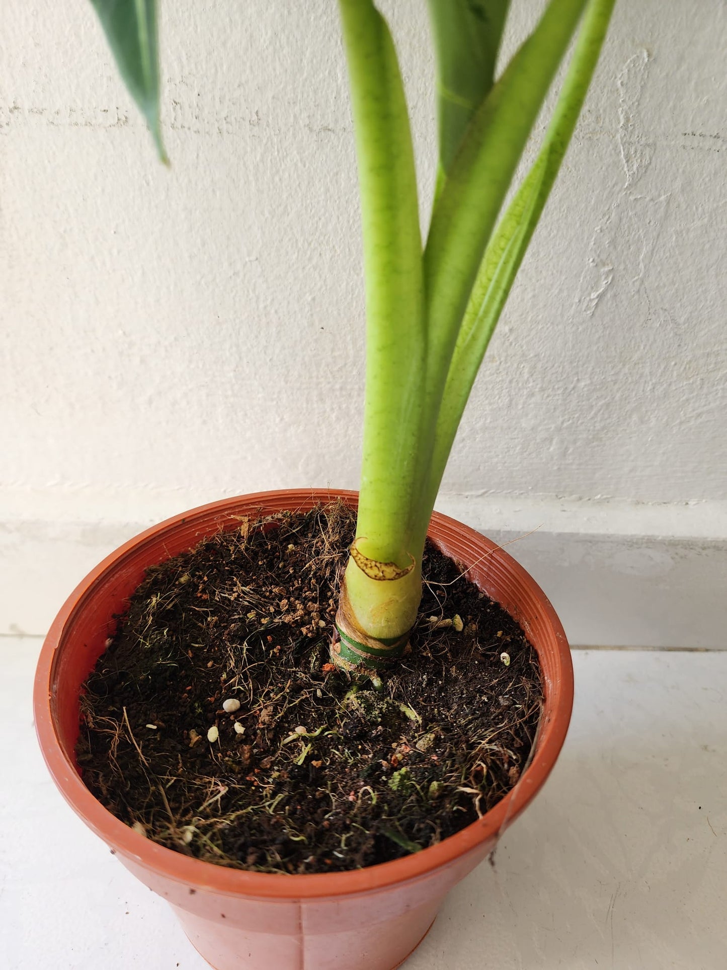 Alocasia Frydek