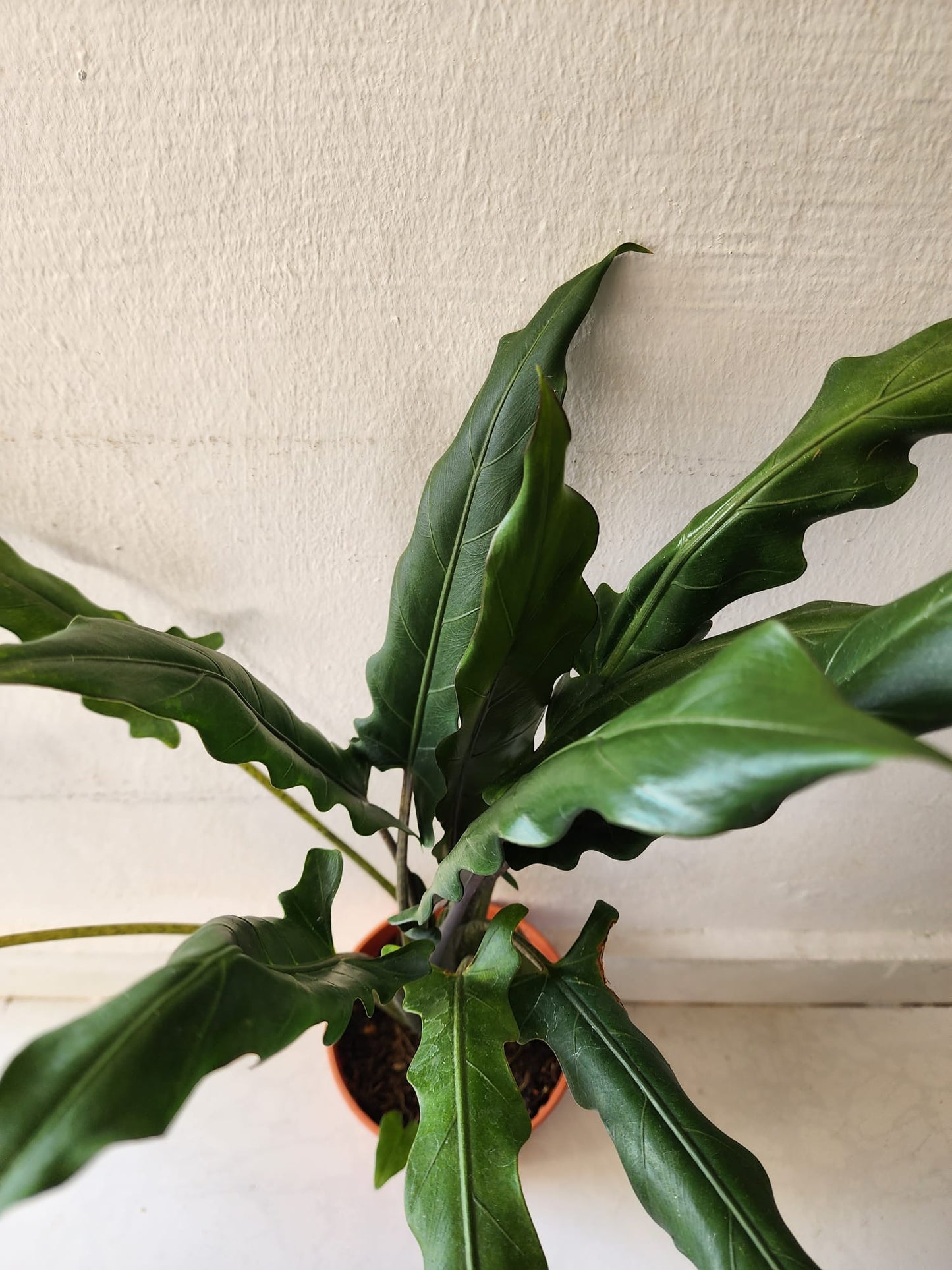 Alocasia Lauterbachiana