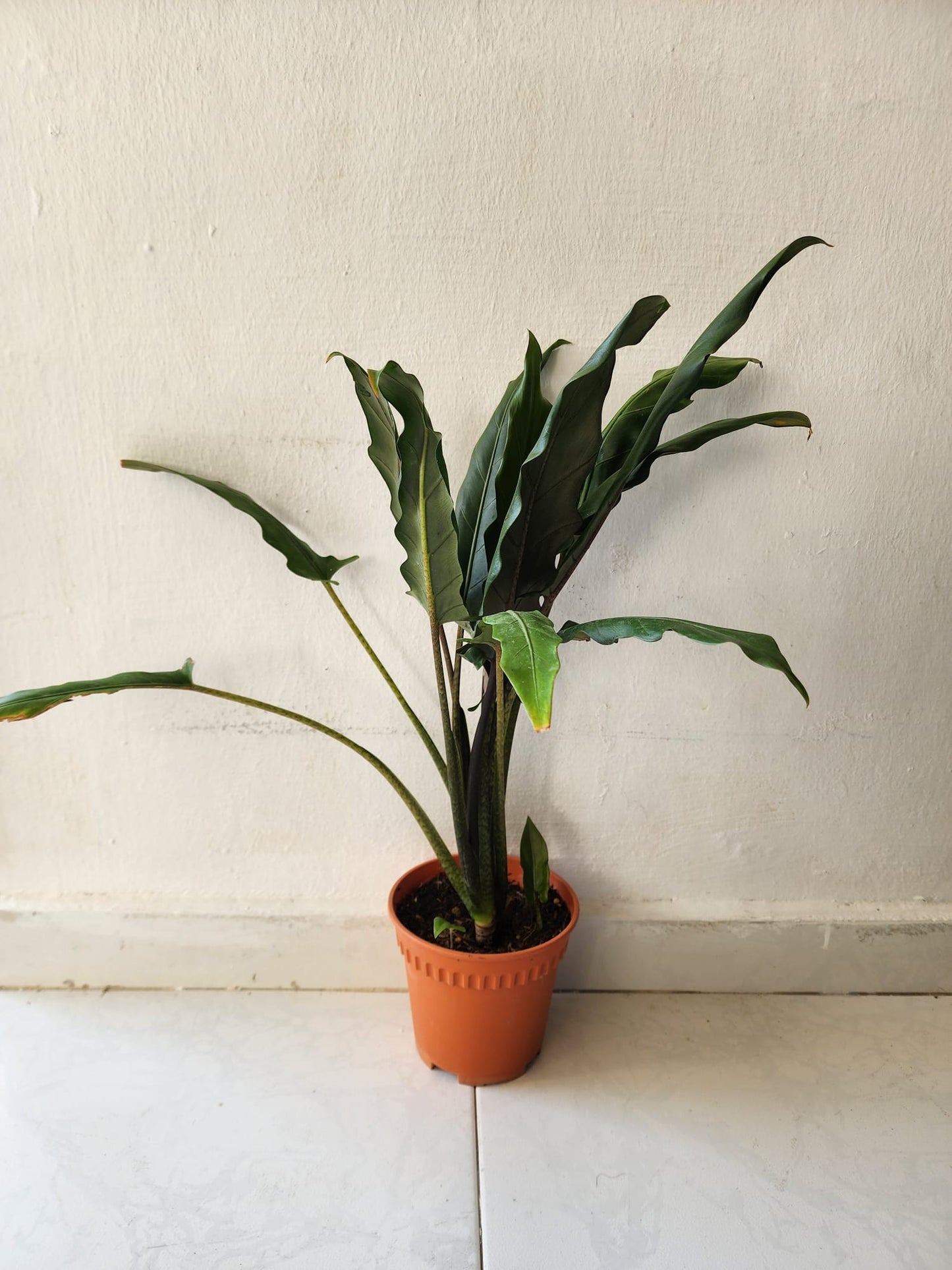 Alocasia Lauterbachiana