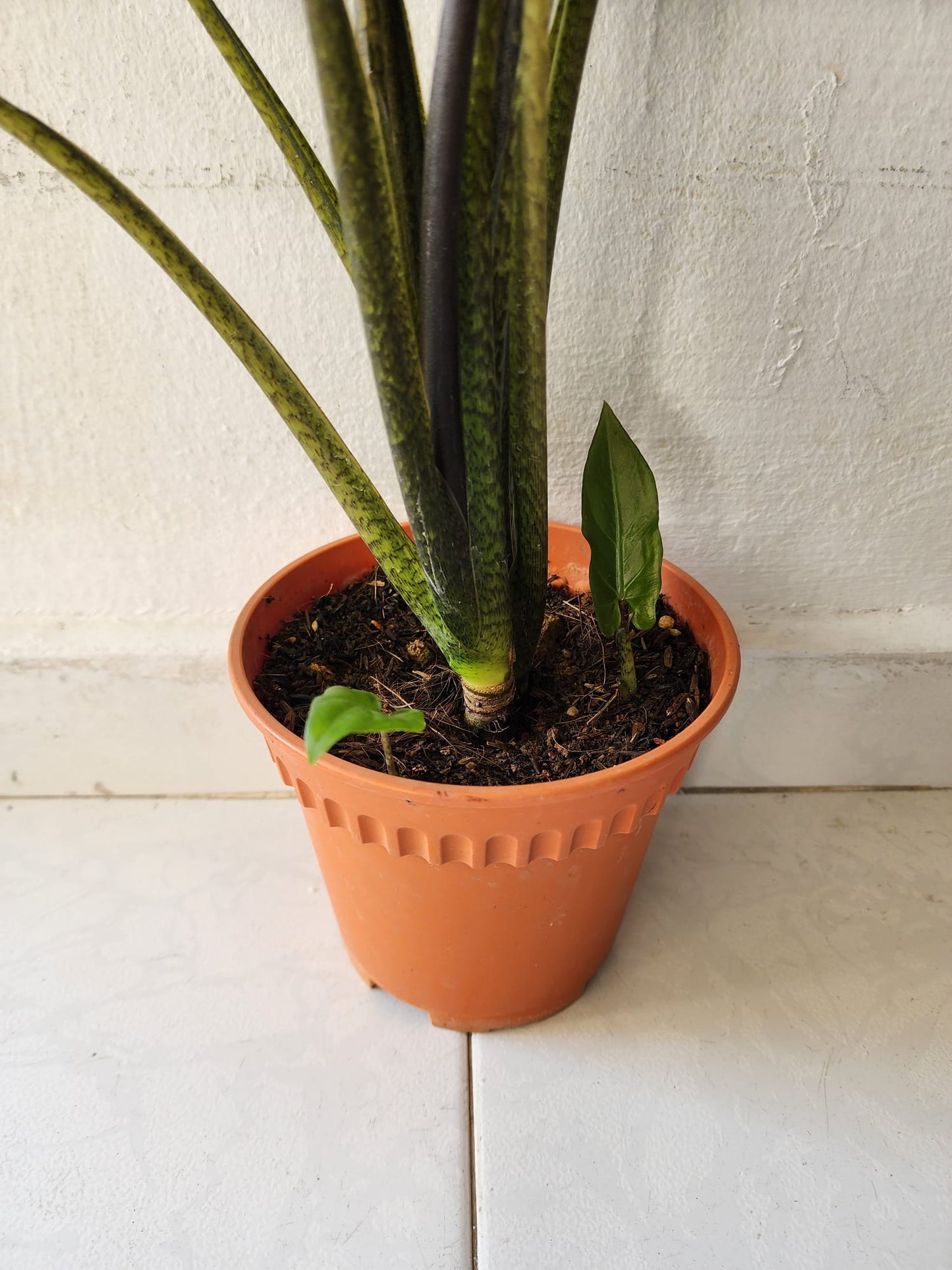 Alocasia Lauterbachiana