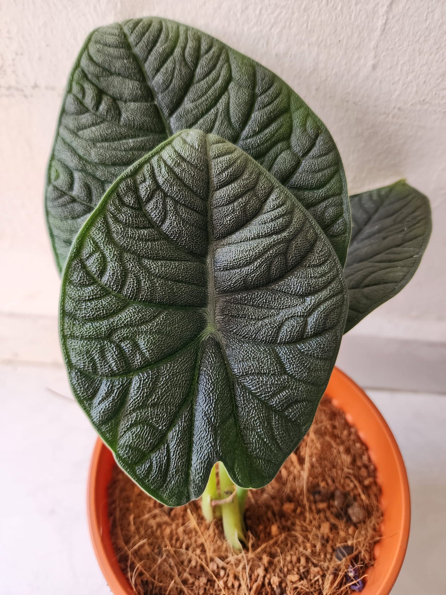Alocasia Melo