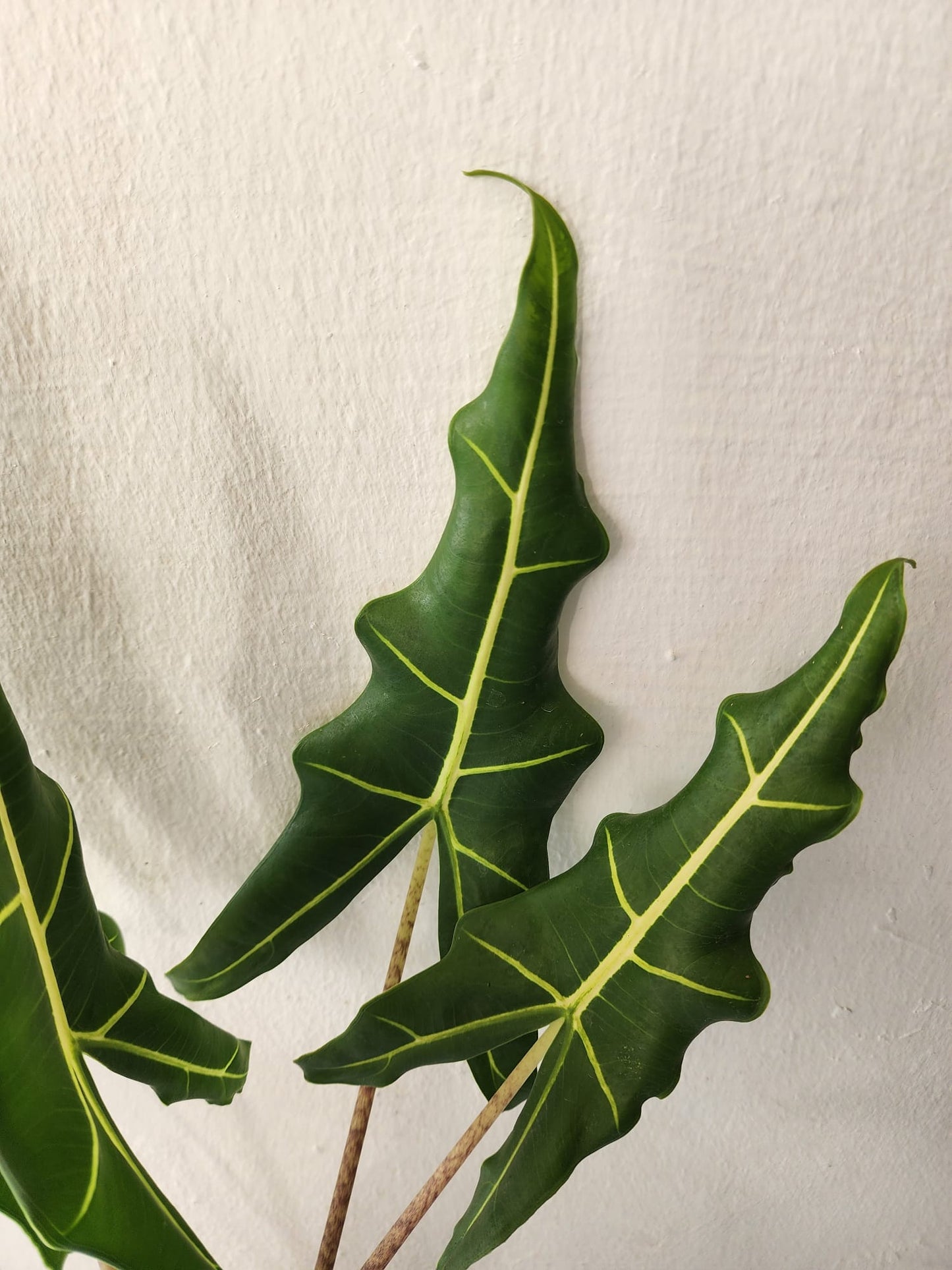 Alocasia Sarian