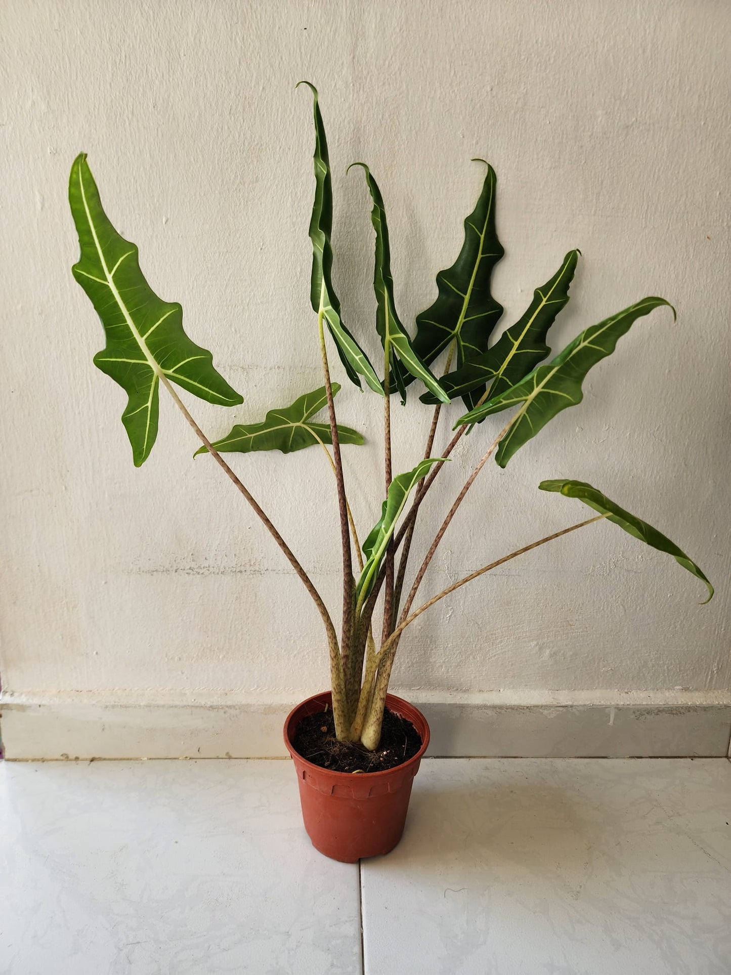 Alocasia Sarian