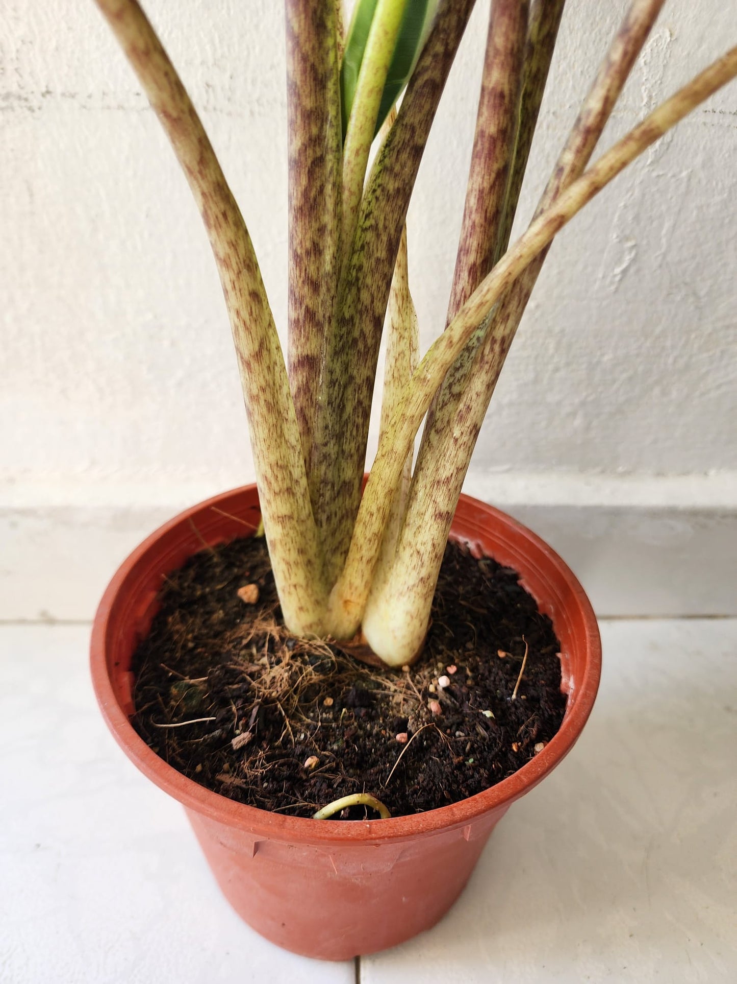 Alocasia Sarian