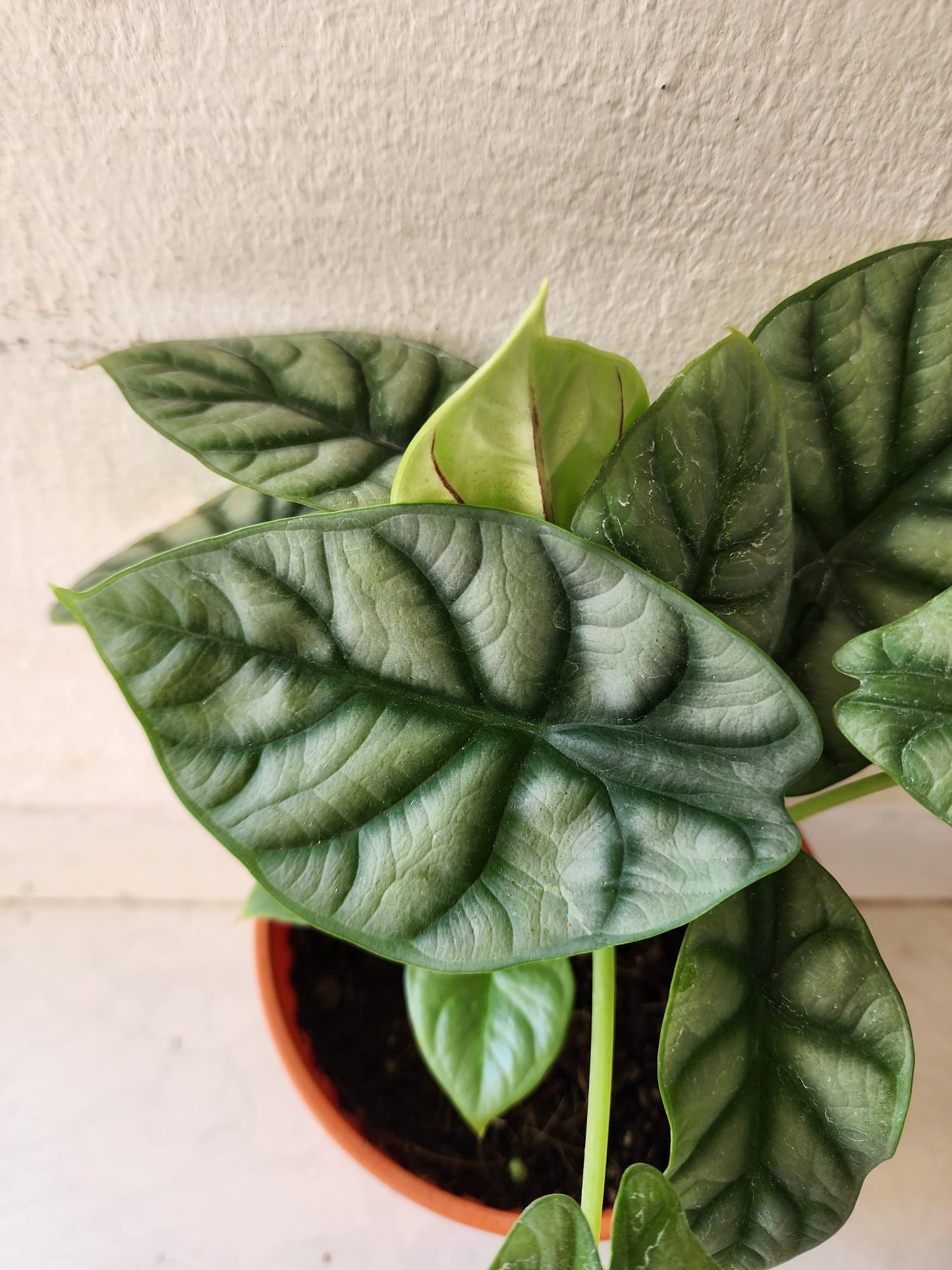 Alocasia Silver Dragon