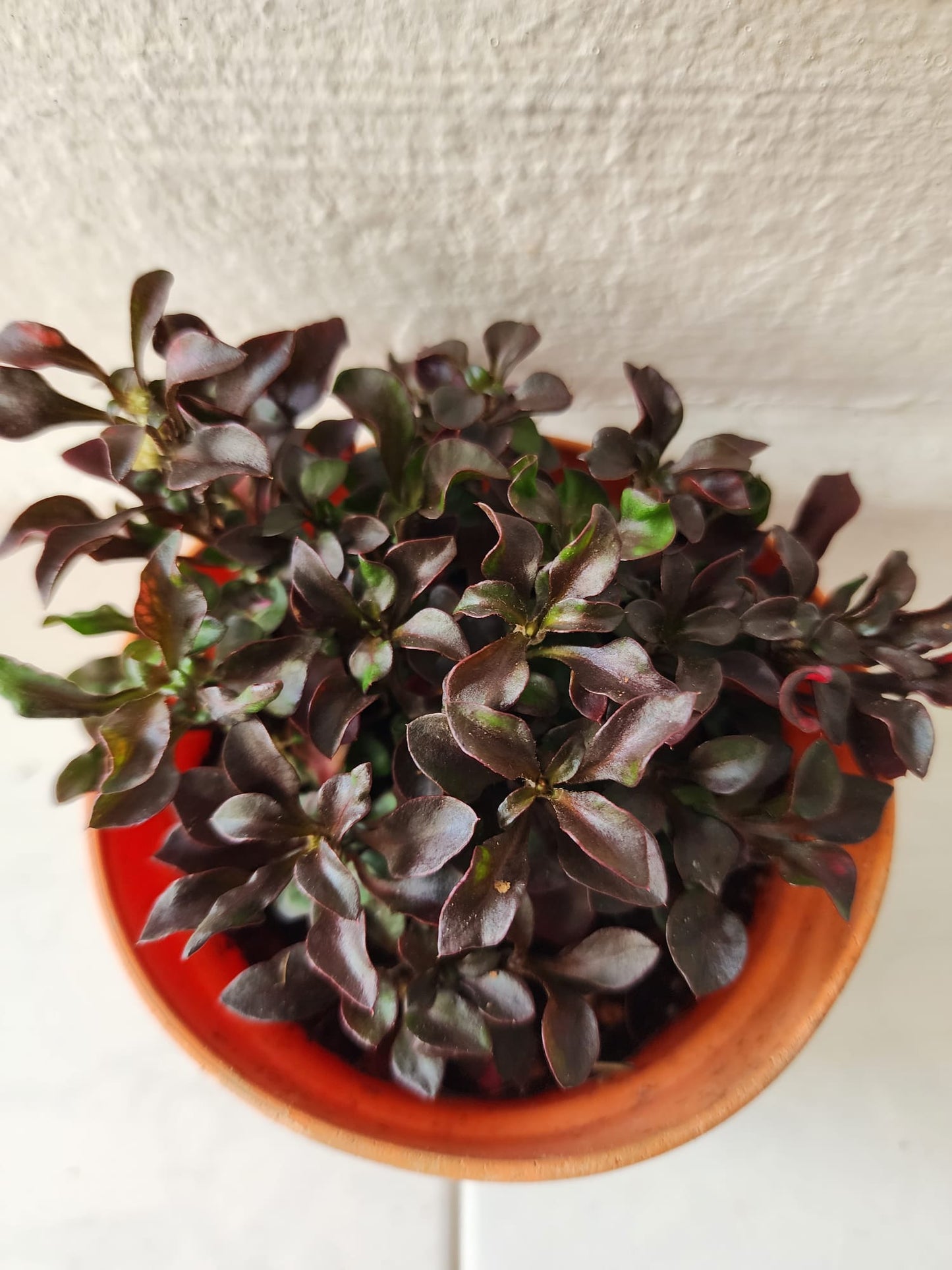 Altenanthera Cultivars