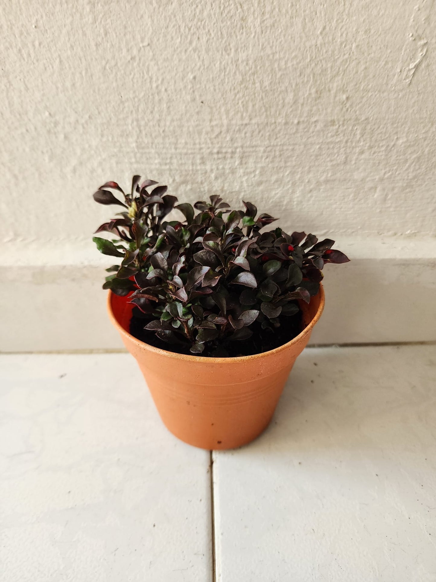 Altenanthera Cultivars