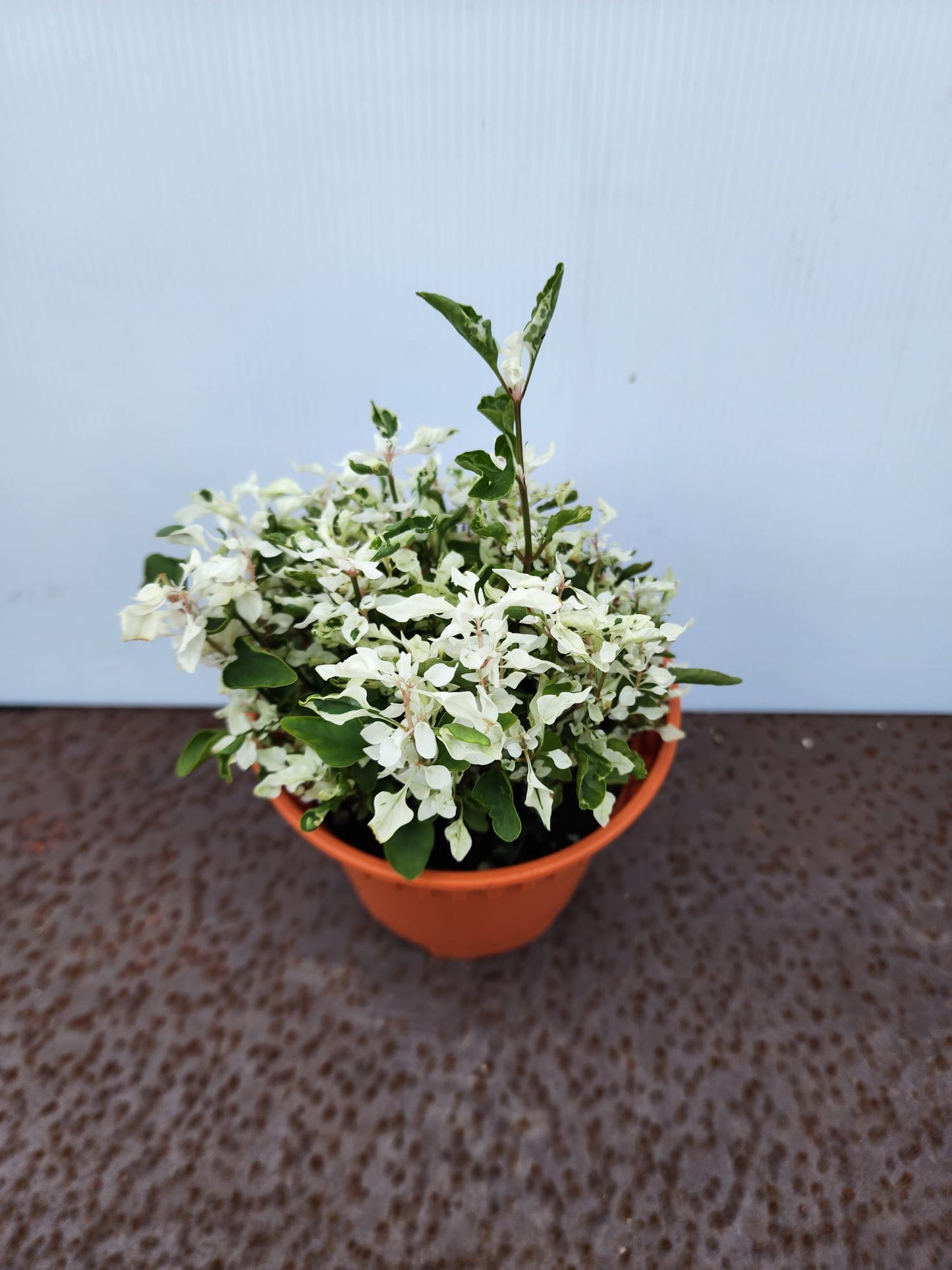 Alternanthera Ficoidea (Snow on the Mountain)