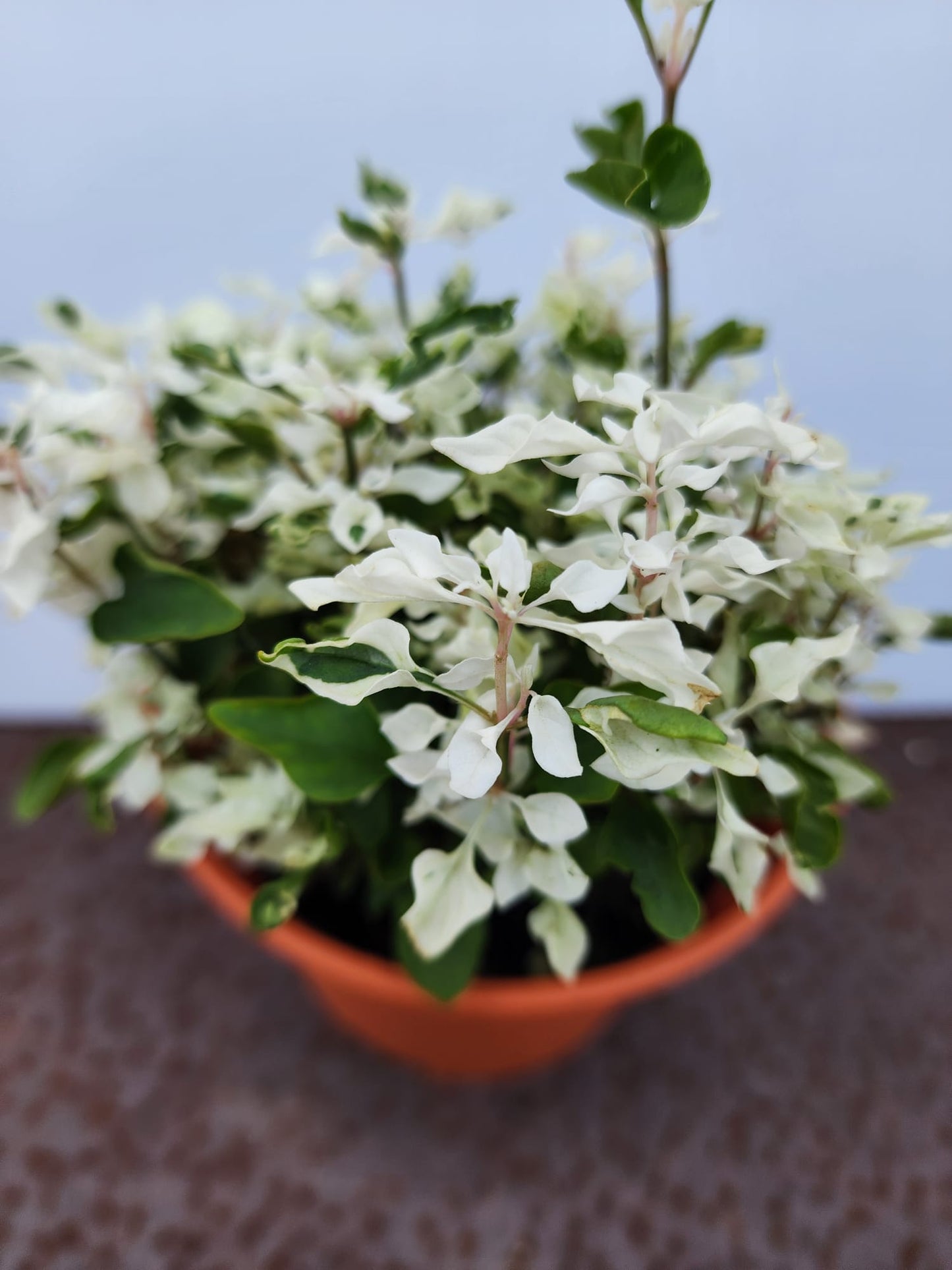 Alternanthera Ficoidea (Snow on the Mountain)