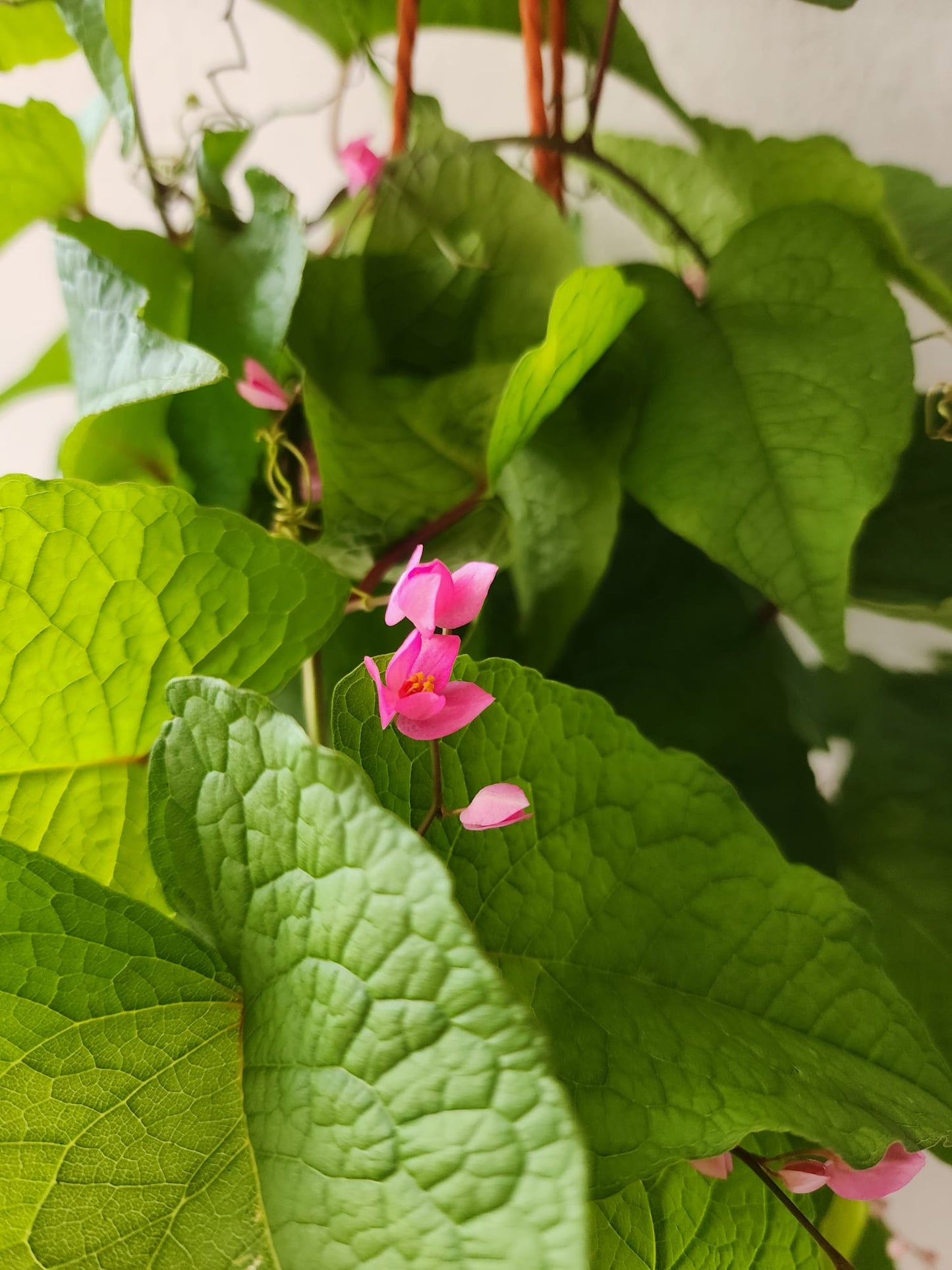 Antigonon