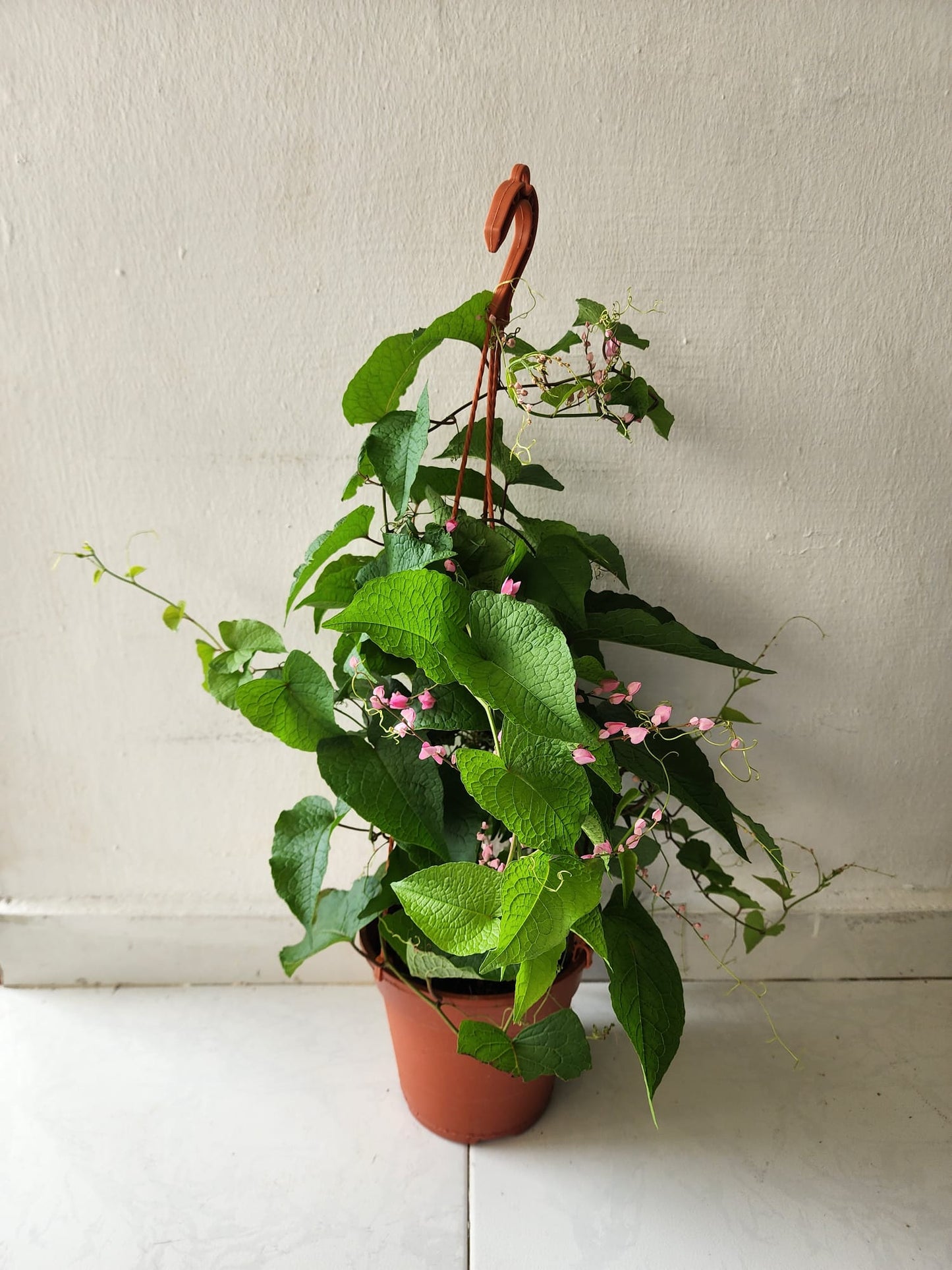 Antigonon