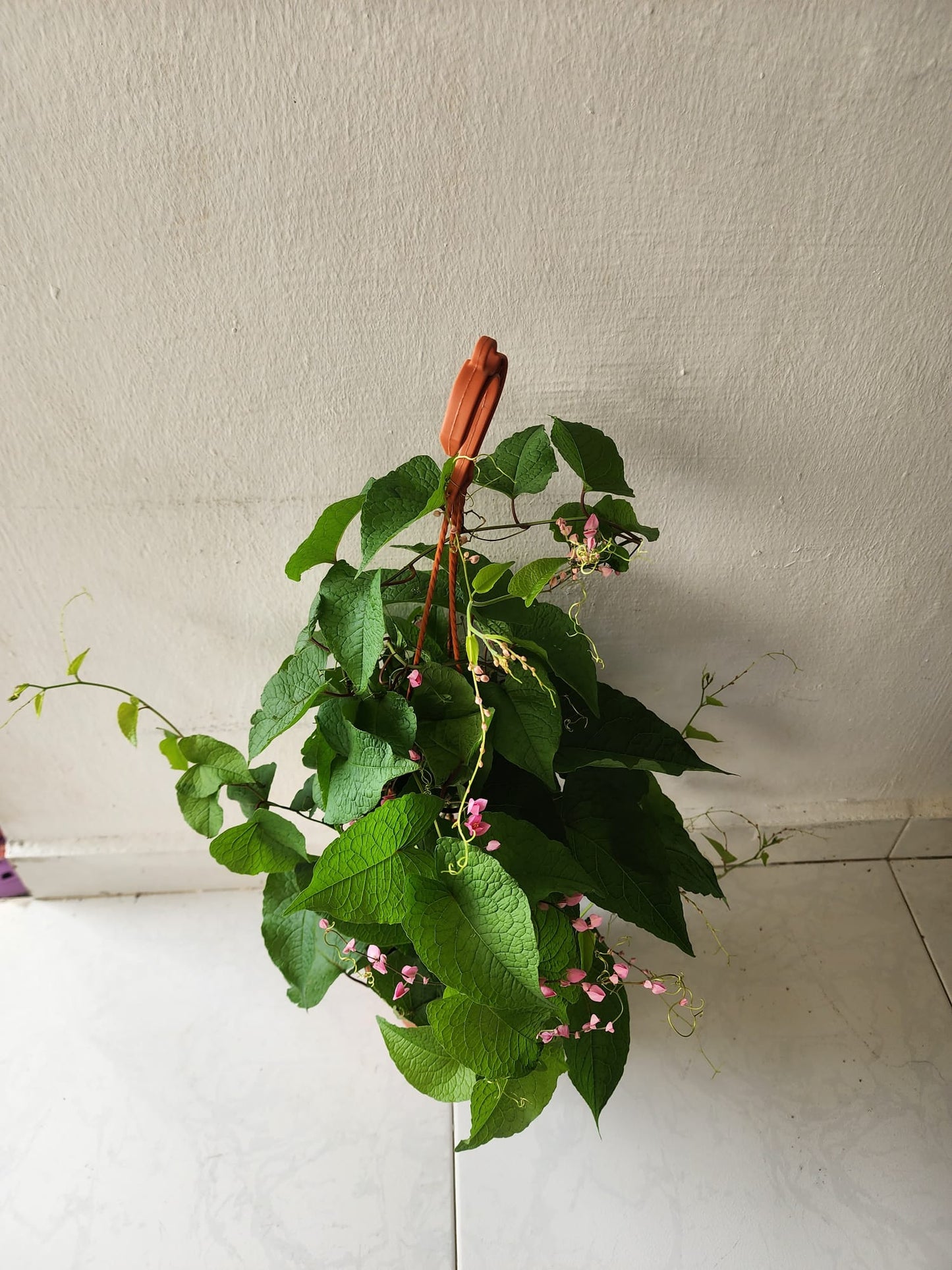 Antigonon