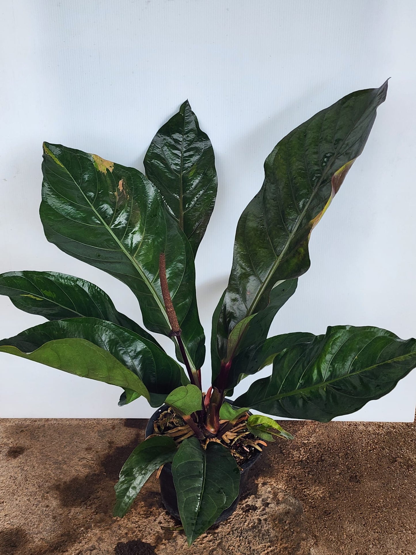 Anthurium Hookeri (M)