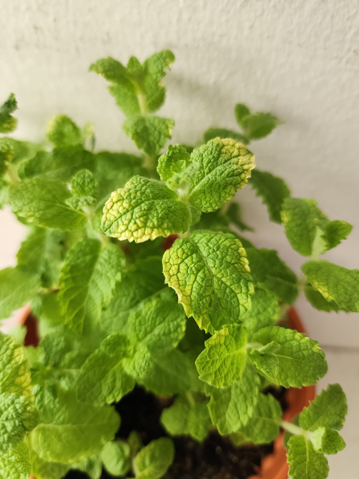Apple Mint