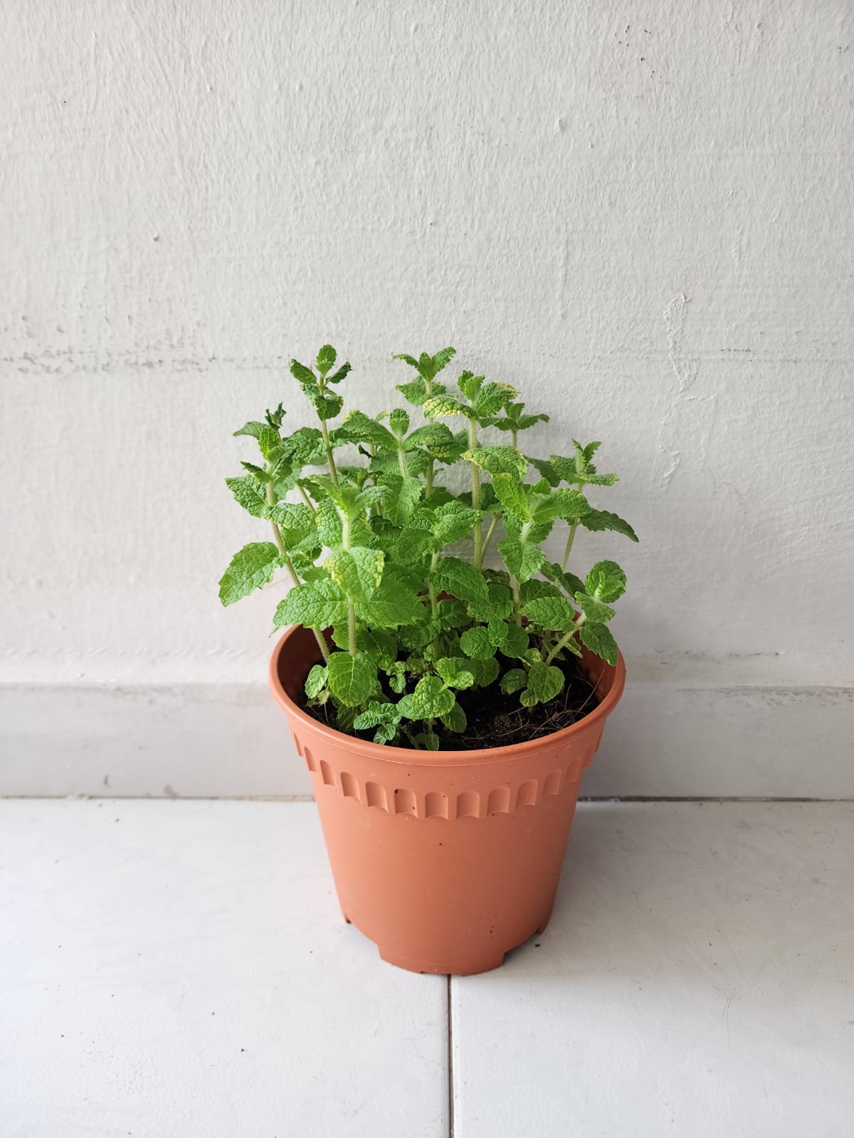 Apple Mint