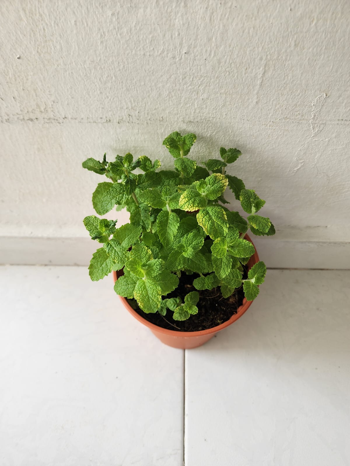 Apple Mint