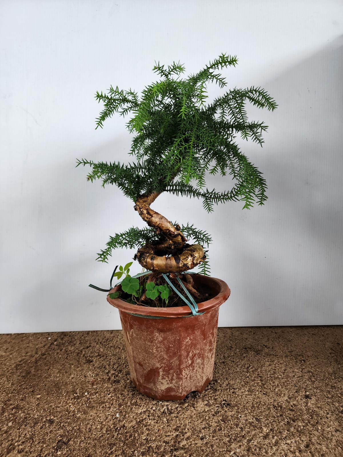 araucaria bonsai tree Araucaria Cunninghamii Bonsai (Hoop Pine)