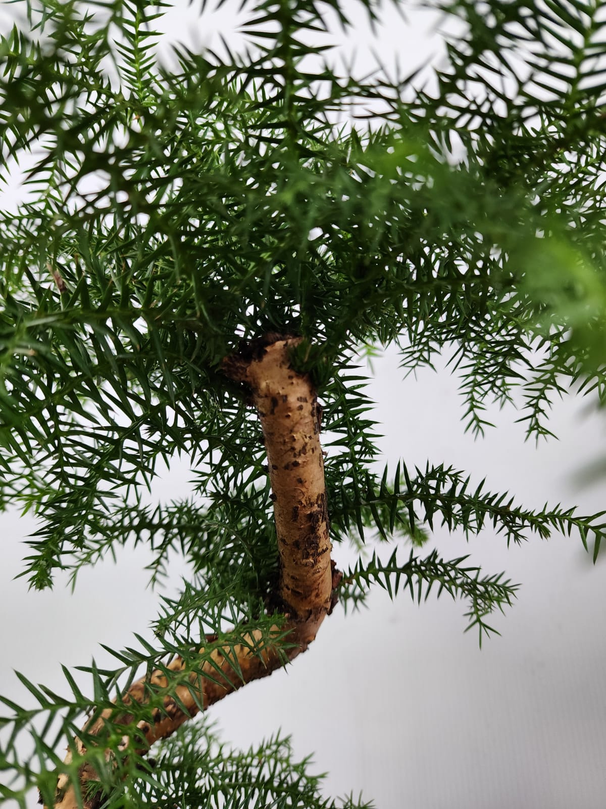 Araucaria Cunninghamii Bonsai (Hoop Pine)