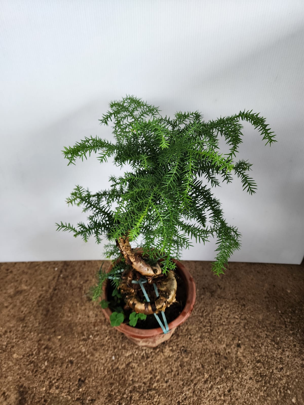 Araucaria Cunninghamii Bonsai (Hoop Pine)