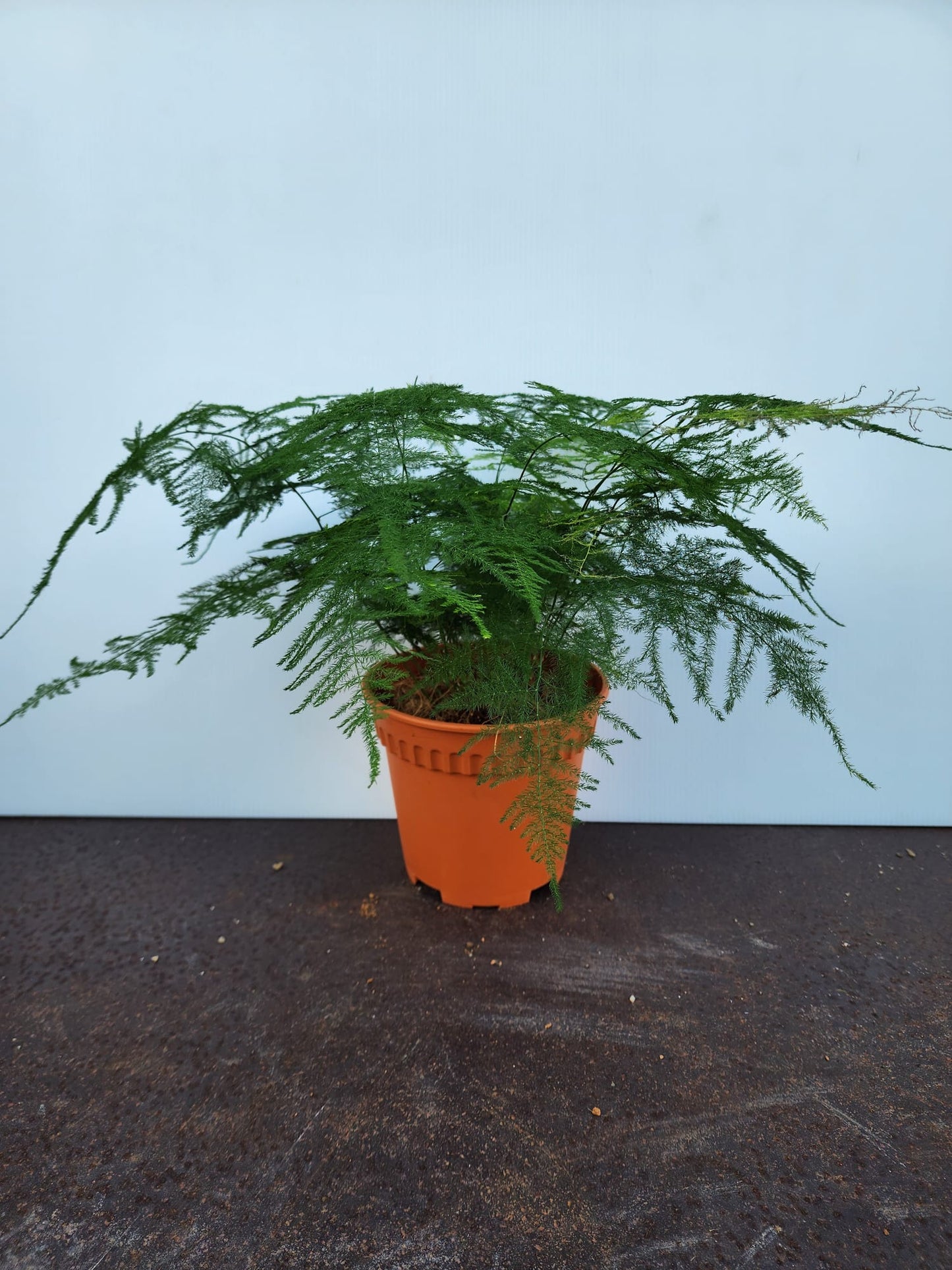 Asparagus Fern