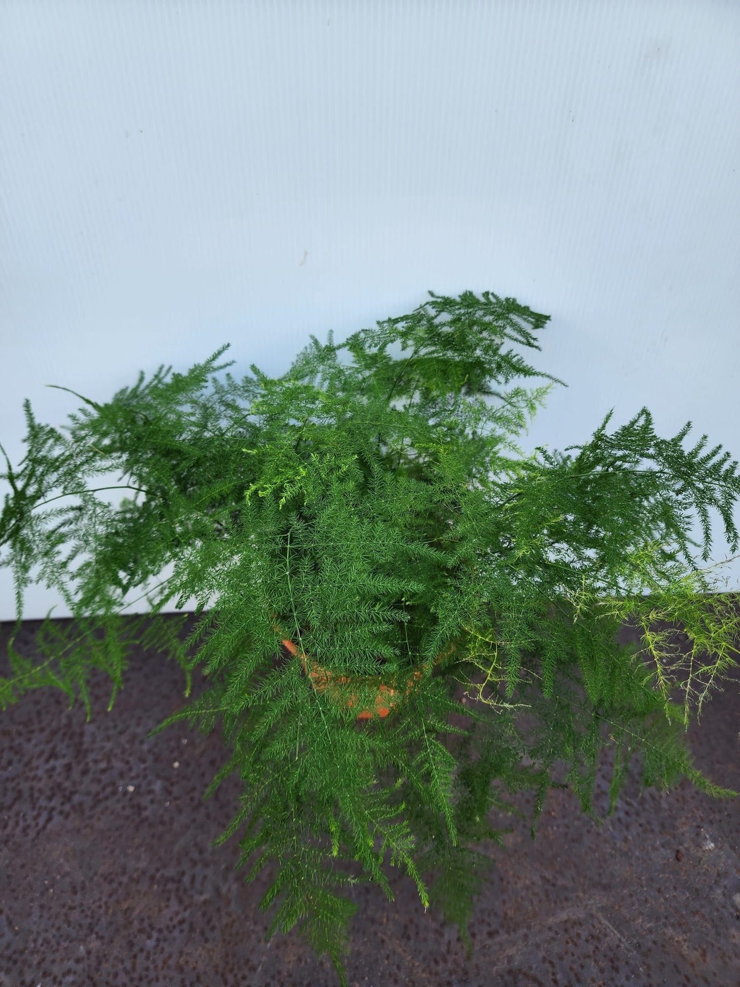 Asparagus Fern