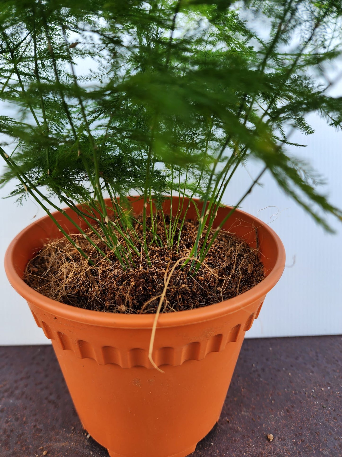 Asparagus Fern