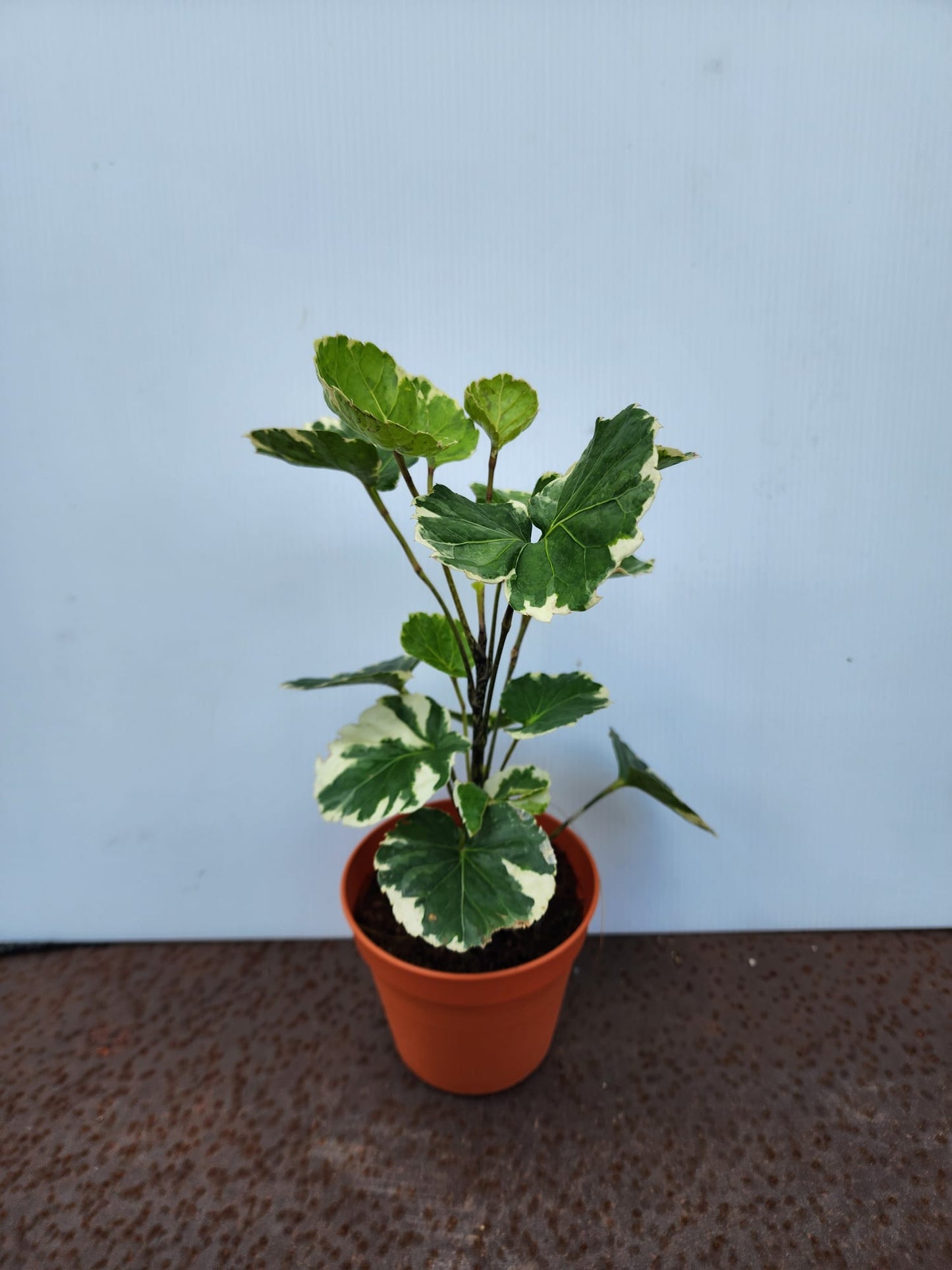 Balfour Aralia