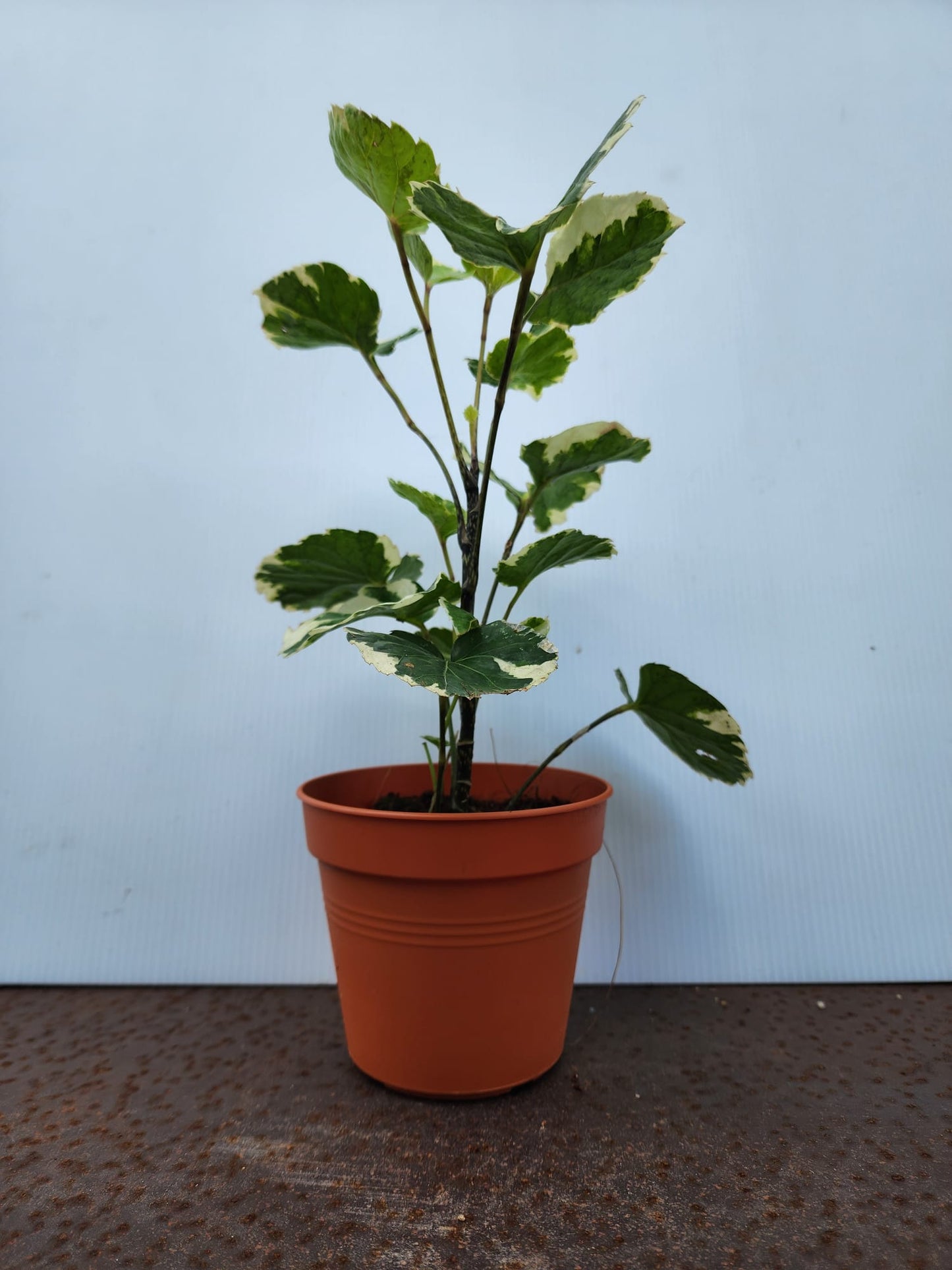 Balfour Aralia