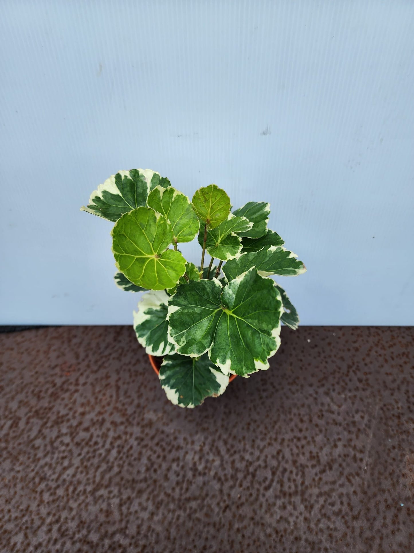 Balfour Aralia