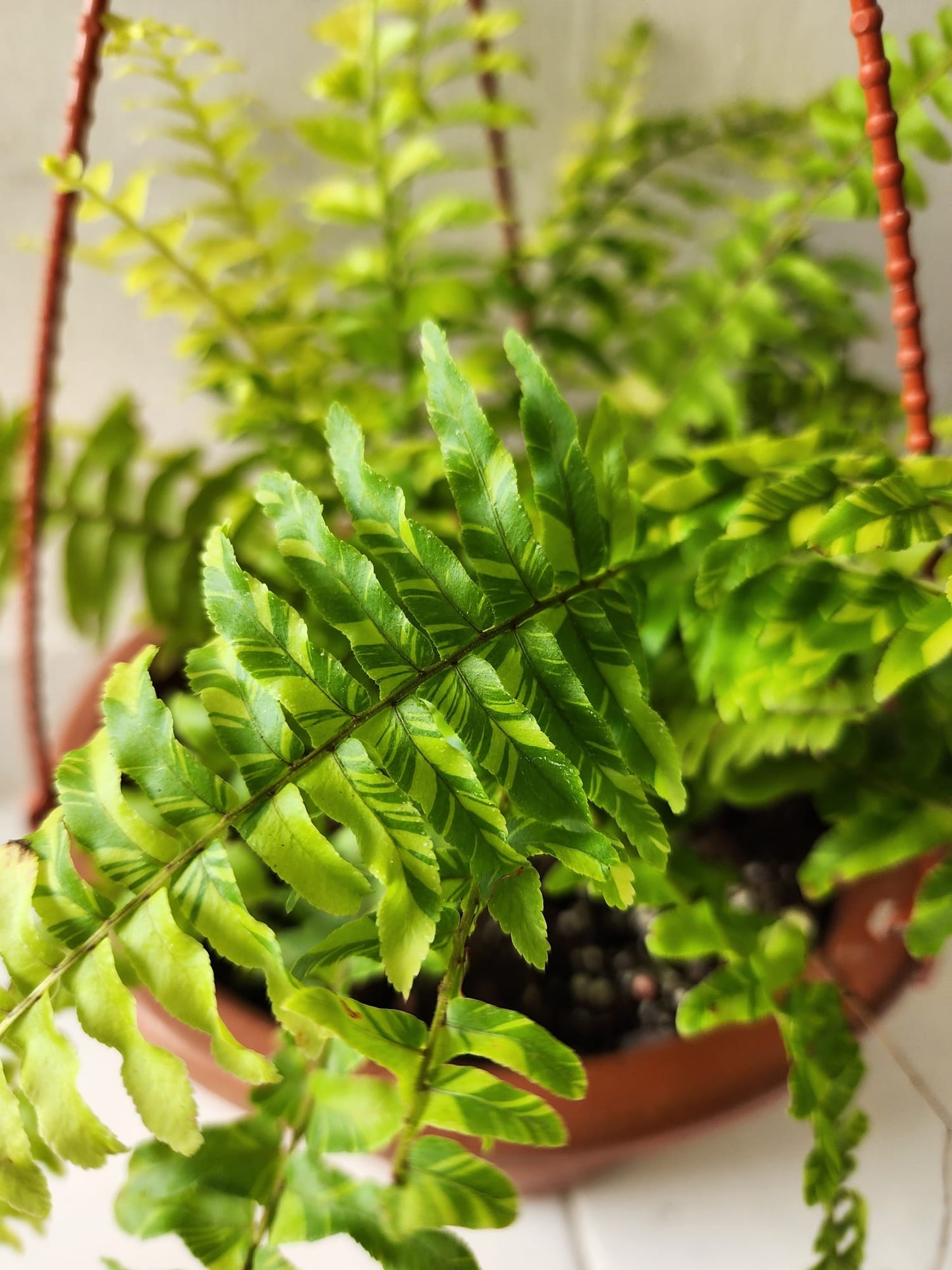 Boston Fern Variegated