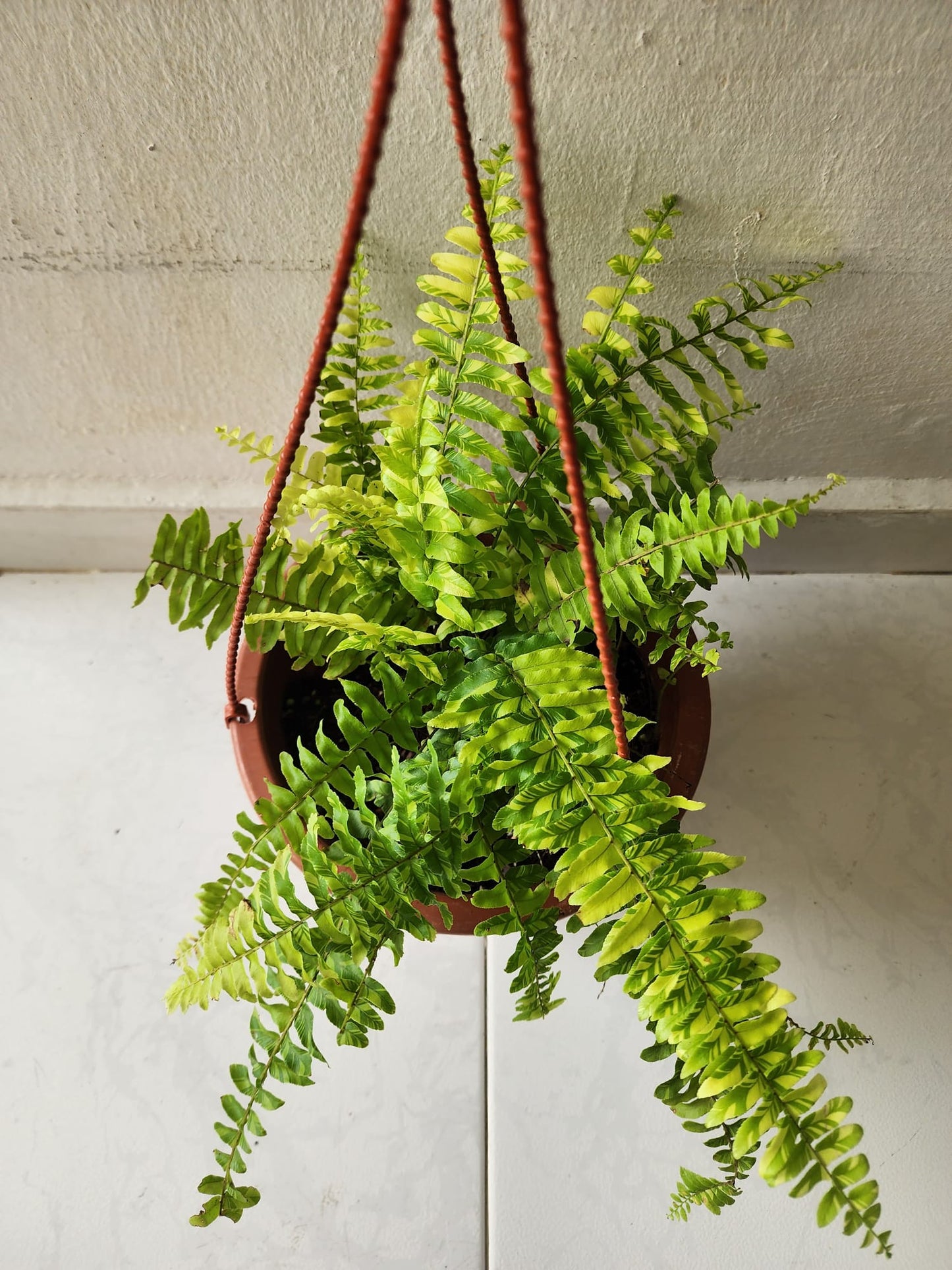 Boston Fern Variegated